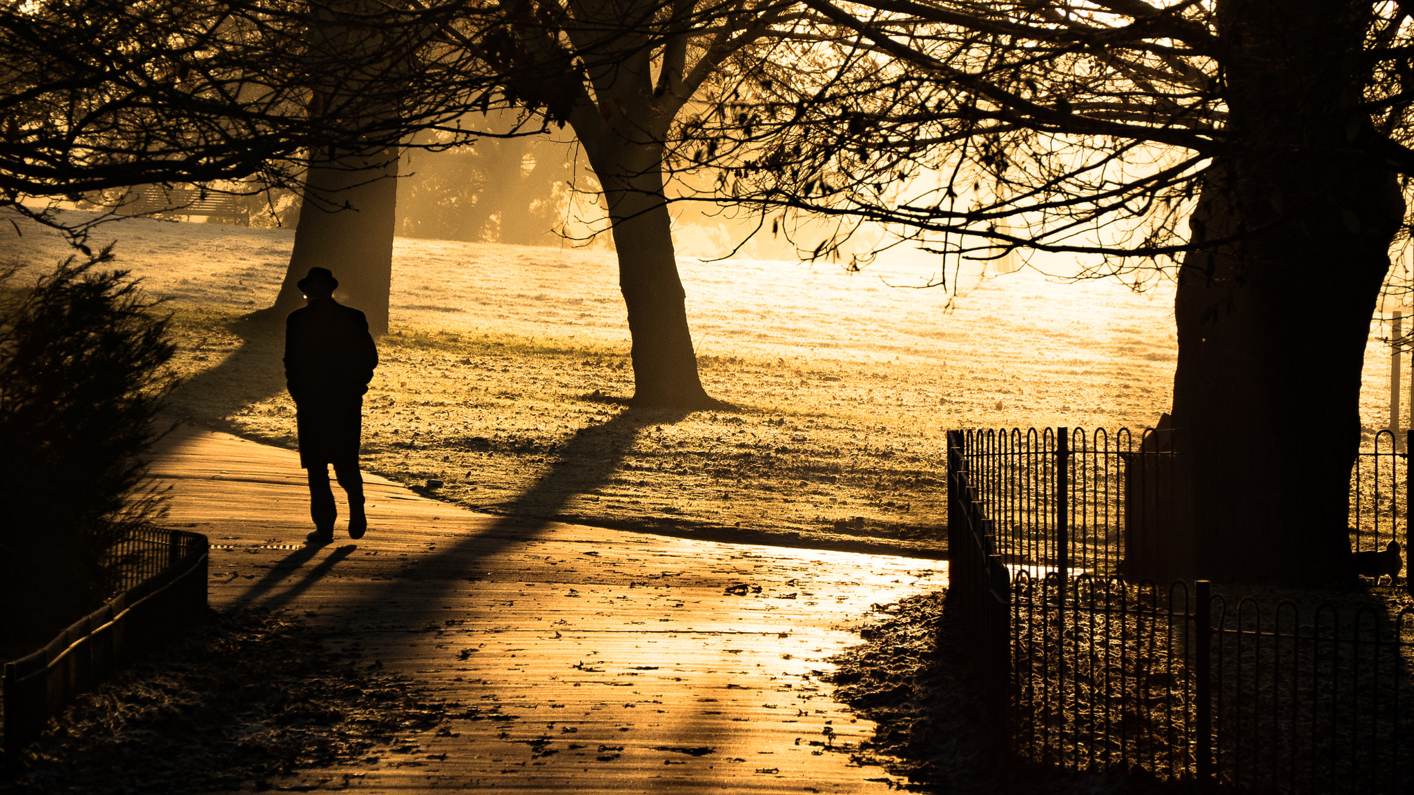 Panasonic Lumix DMC-GH4 sample photo. Morning in the park photography