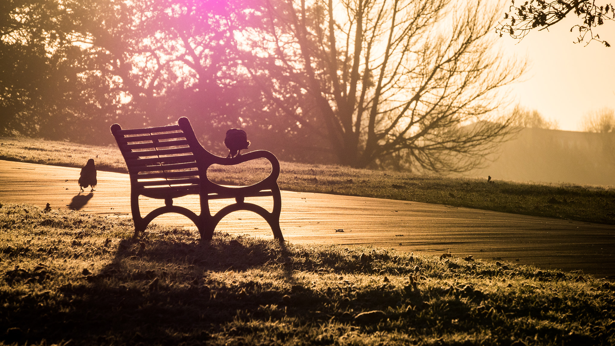 Panasonic Lumix DMC-GH4 sample photo. Morning in the park photography