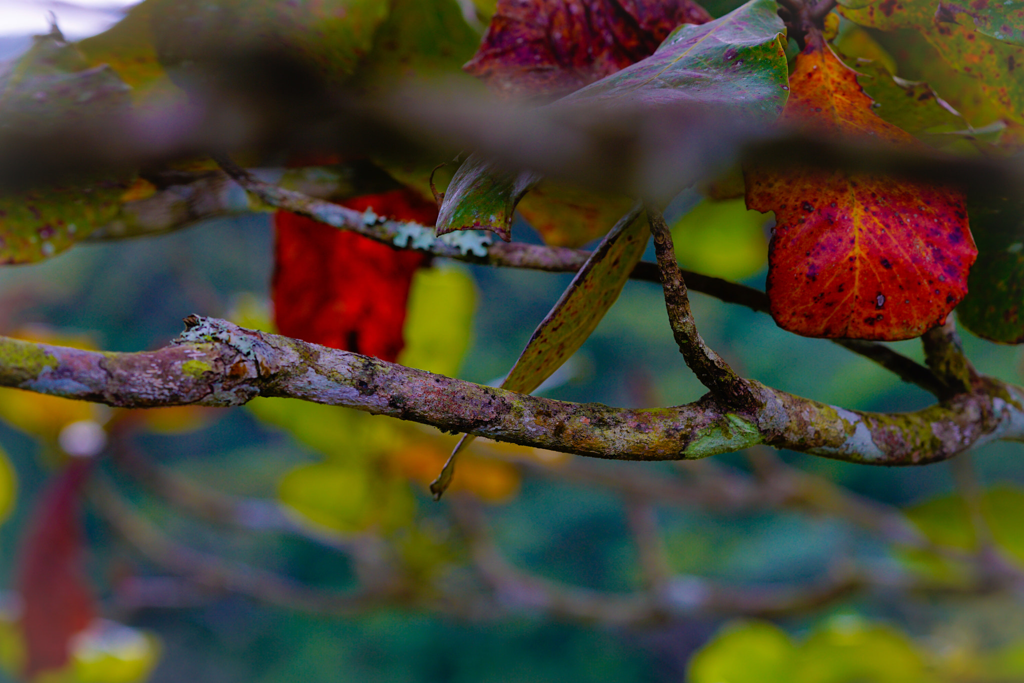 Sony a6000 sample photo. Coloful almond tree photography