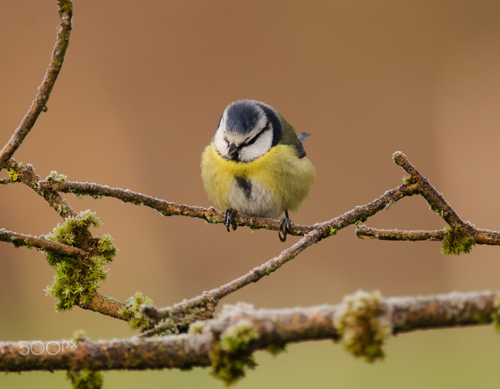 Nikon D7000 + Nikon AF-S Nikkor 300mm F4D ED-IF sample photo. Pimpelmees/blue tit photography