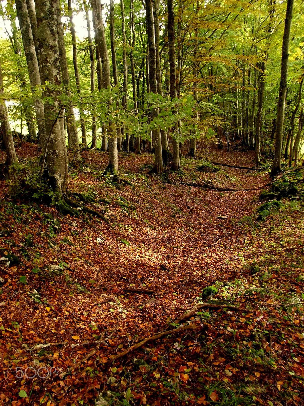 Ricoh Caplio R7 sample photo. Forest walk photography