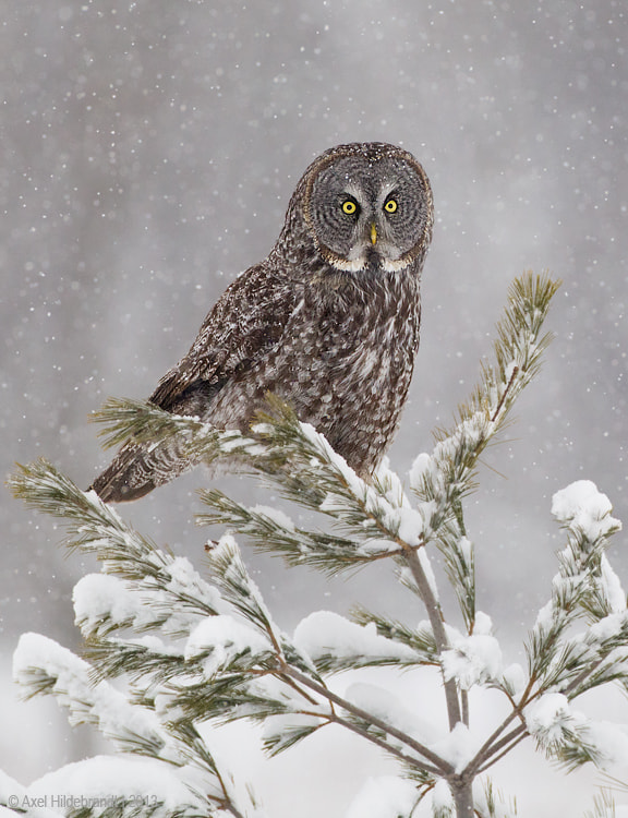 Canon EF 500mm F4L IS USM sample photo. Great gray owl in snow photography