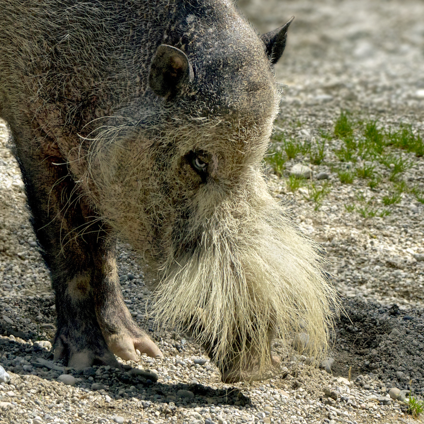 Sony 70-400mm F4-5.6 G SSM sample photo. Bartschwein photography