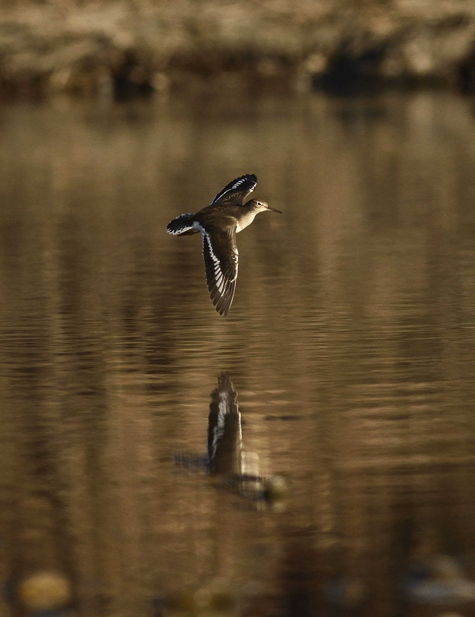 Nikon D7200 sample photo. Piro piro riflected in flight. photography