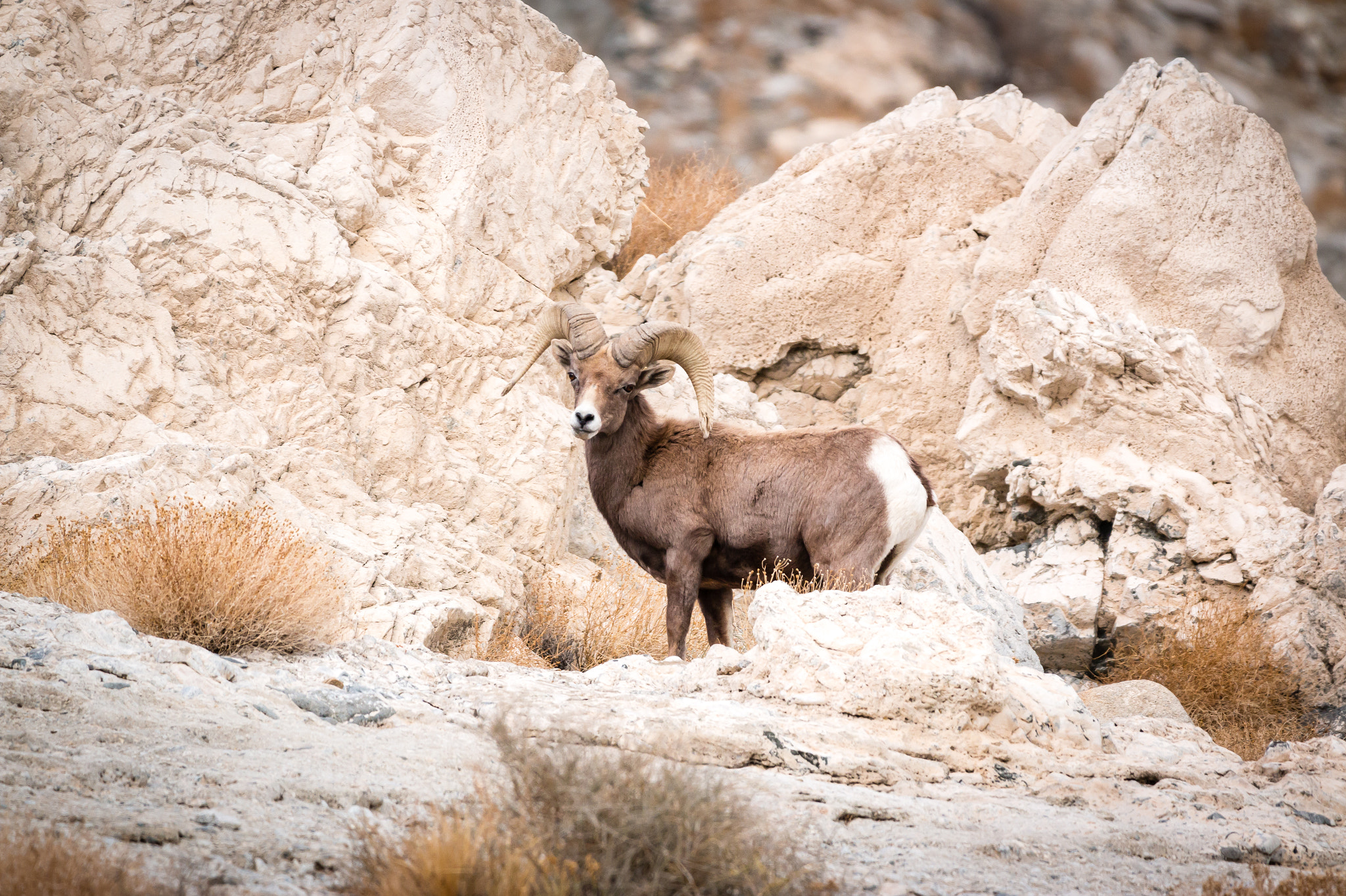 150-600mm F5-6.3 DG OS HSM | Contemporary 015 sample photo. Desert bighorn sheep photography