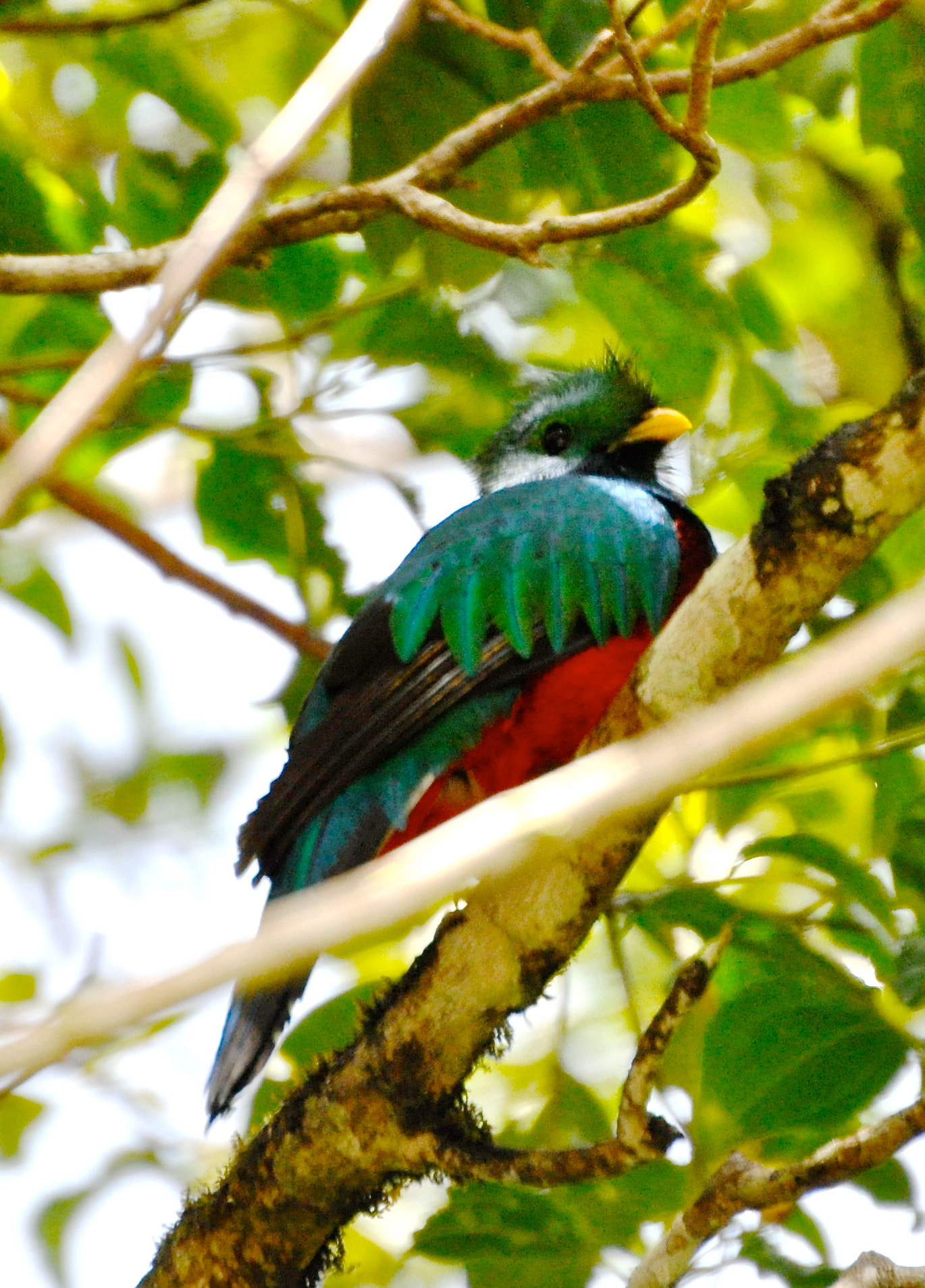 Nikon D5000 sample photo. Quetzal photography