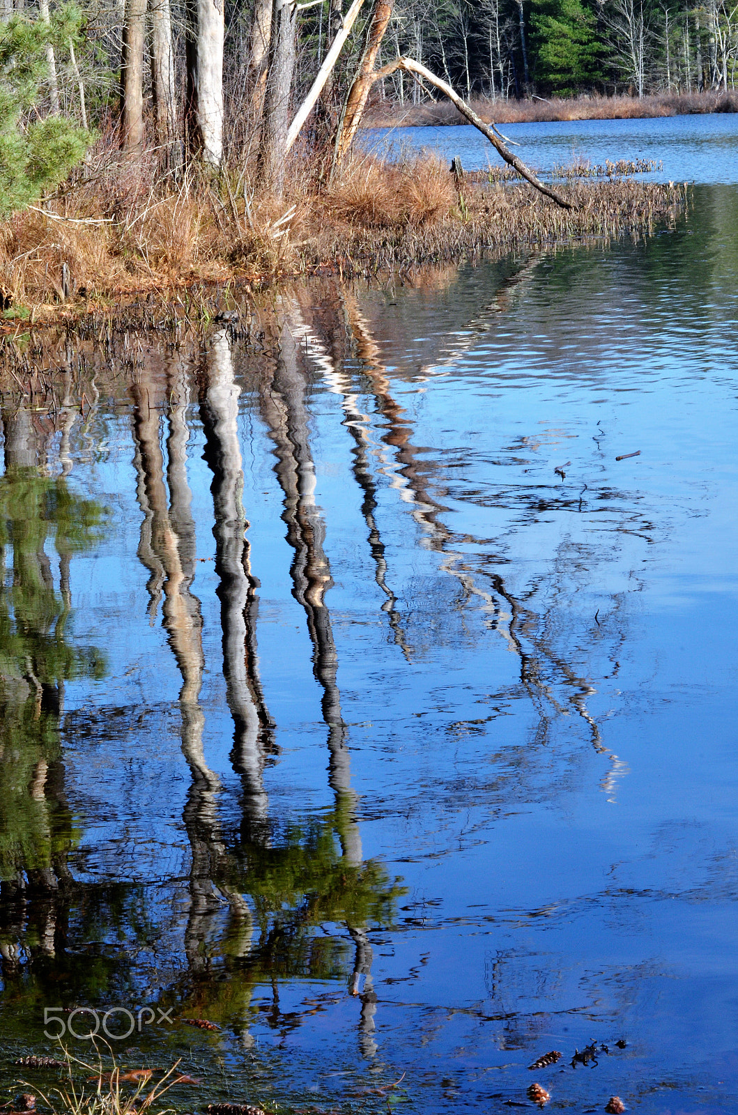 AF Zoom-Nikkor 70-300mm f/4-5.6D ED sample photo. Pond reflection photography