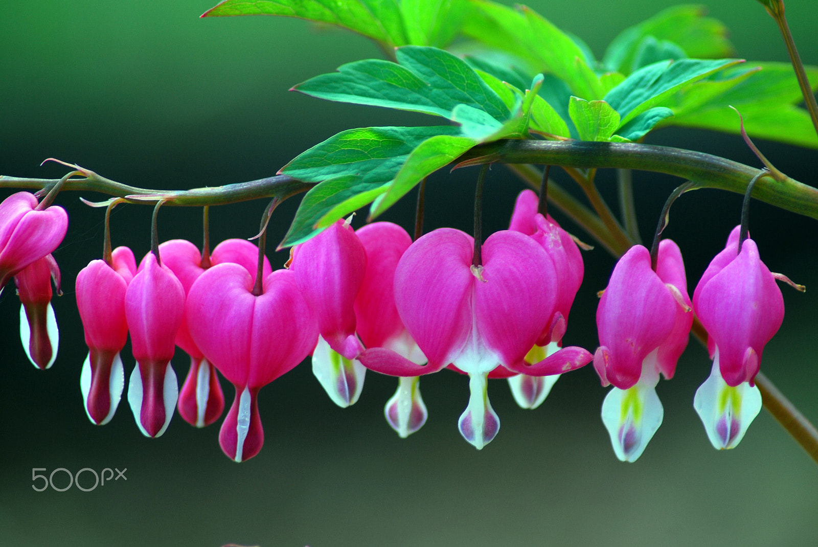 Nikon D80 sample photo. Bleeding hearts 1 photography