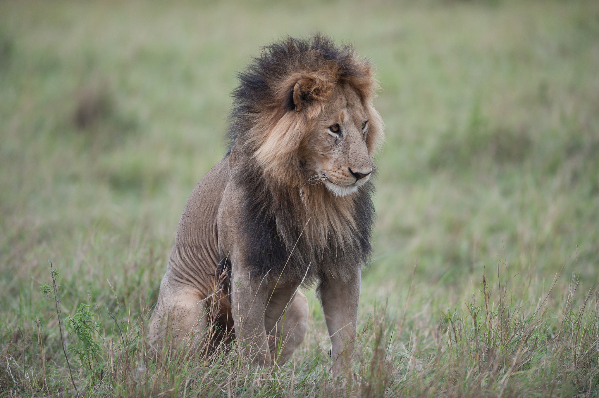 AF-S Nikkor 300mm f/2.8D IF-ED II sample photo. Lion1 photography