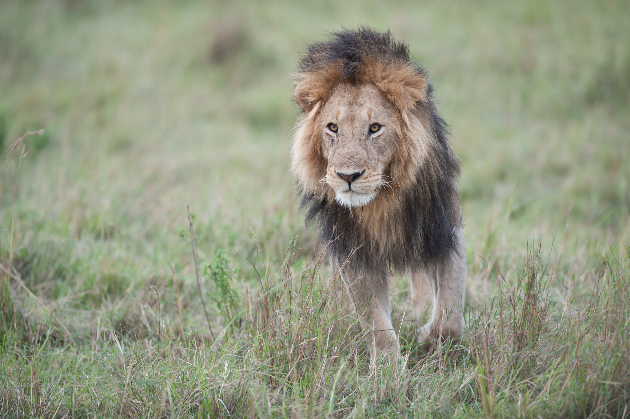 AF-S Nikkor 300mm f/2.8D IF-ED II sample photo. Lion 2 photography