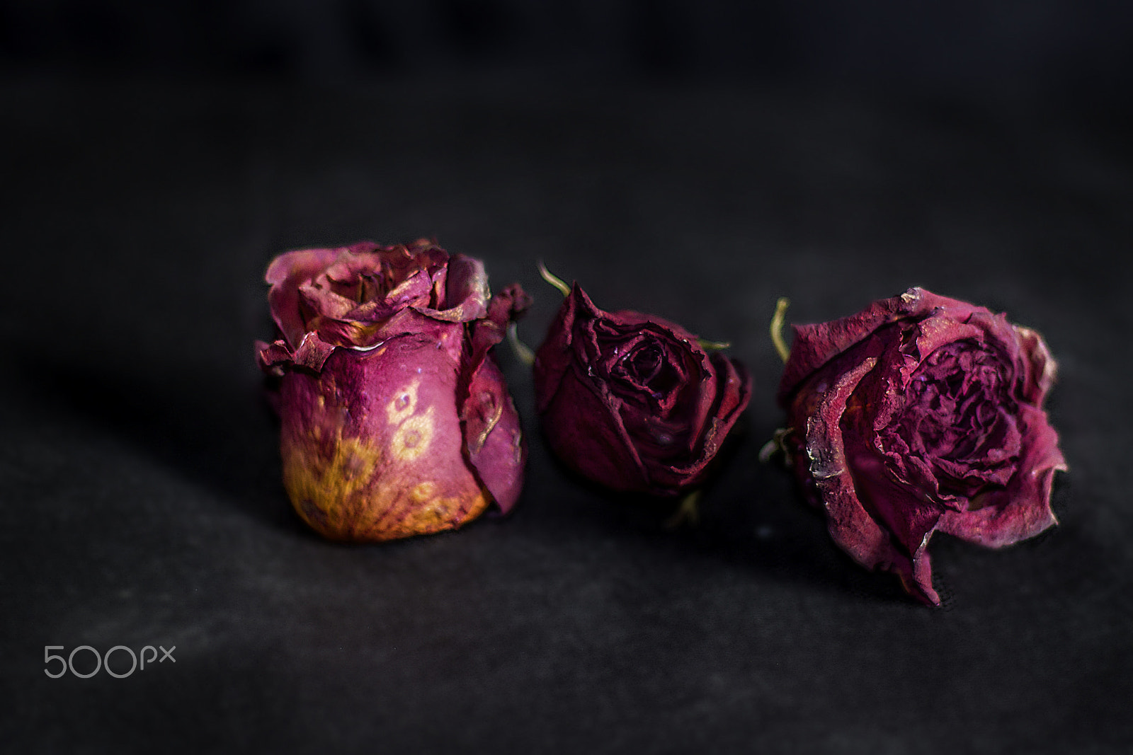 Canon EOS 100D (EOS Rebel SL1 / EOS Kiss X7) sample photo. Dried roses photography