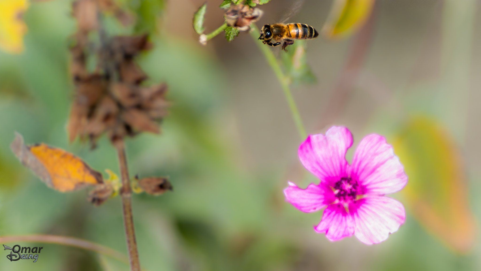 Pentax K10D sample photo. Flowers and bees photography