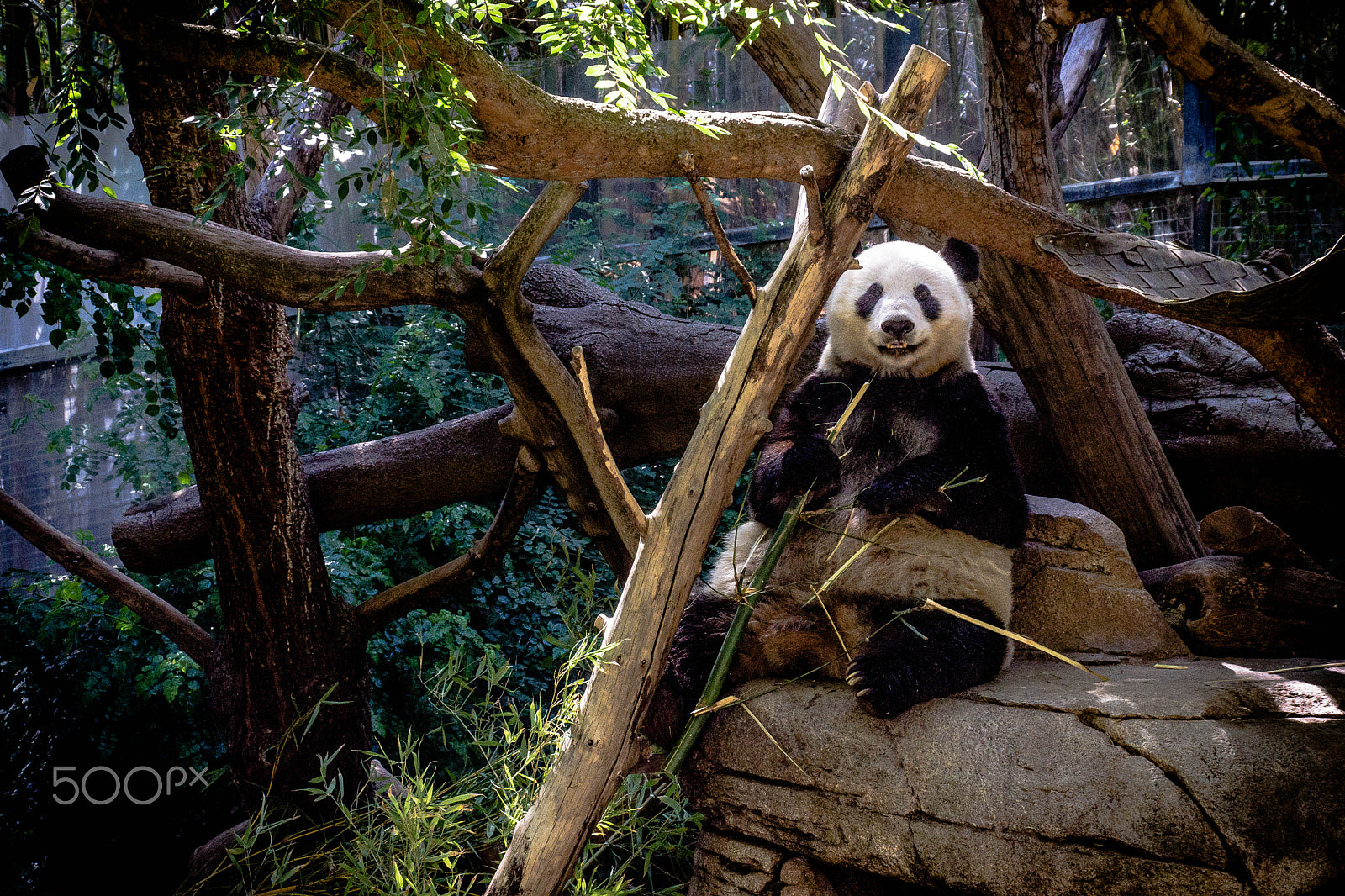 Sony SLT-A65 (SLT-A65V) sample photo. Hungry panda photography