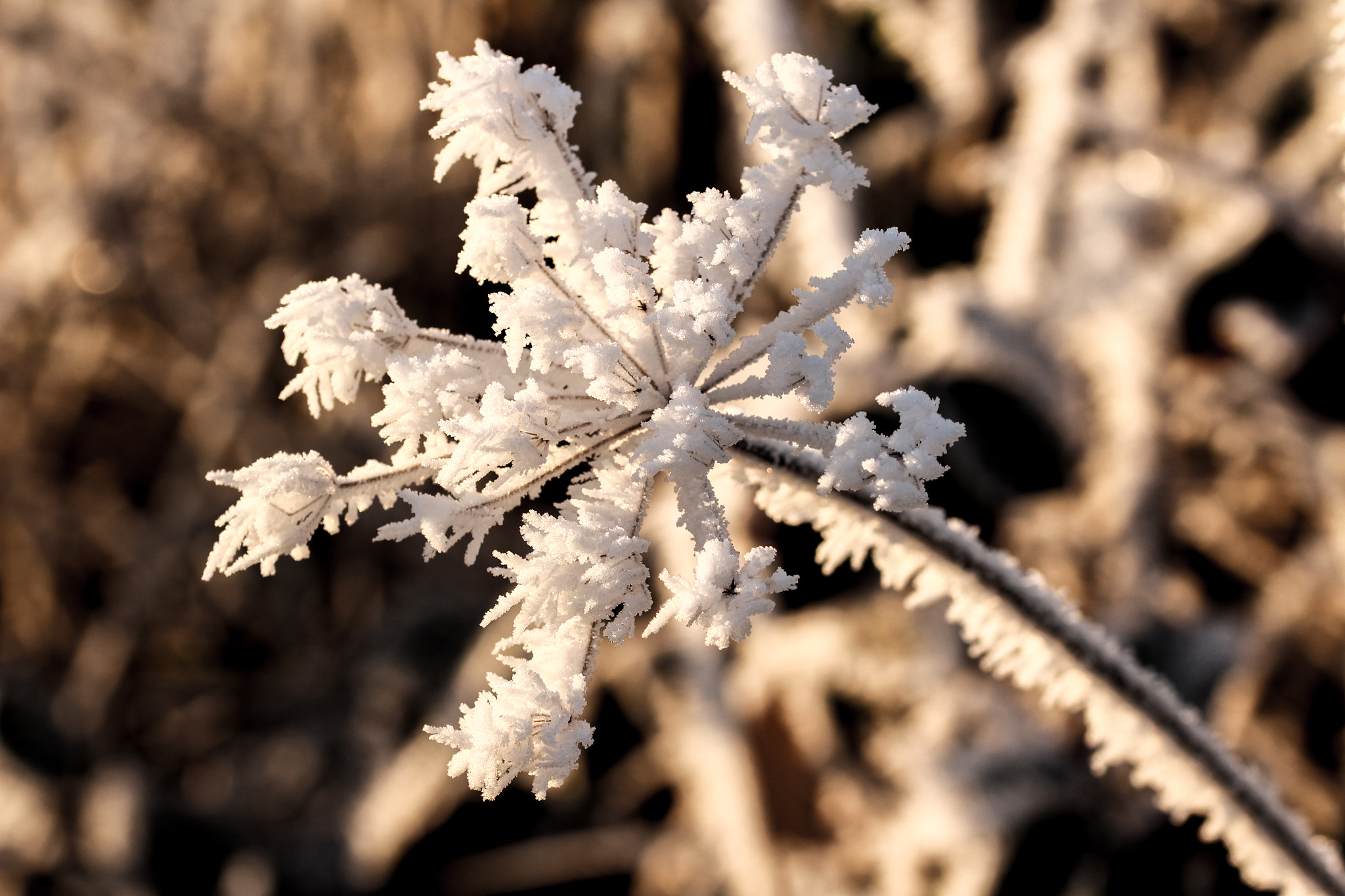 Sigma 105mm F2.8 EX DG OS HSM sample photo. Winter flower photography