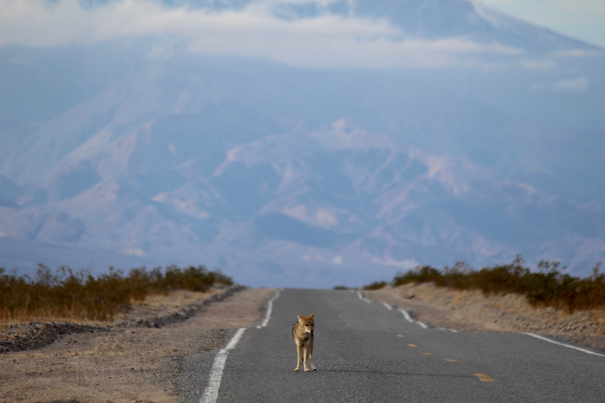 Canon EOS 100D (EOS Rebel SL1 / EOS Kiss X7) sample photo. Lone coyote in death valley national park photography
