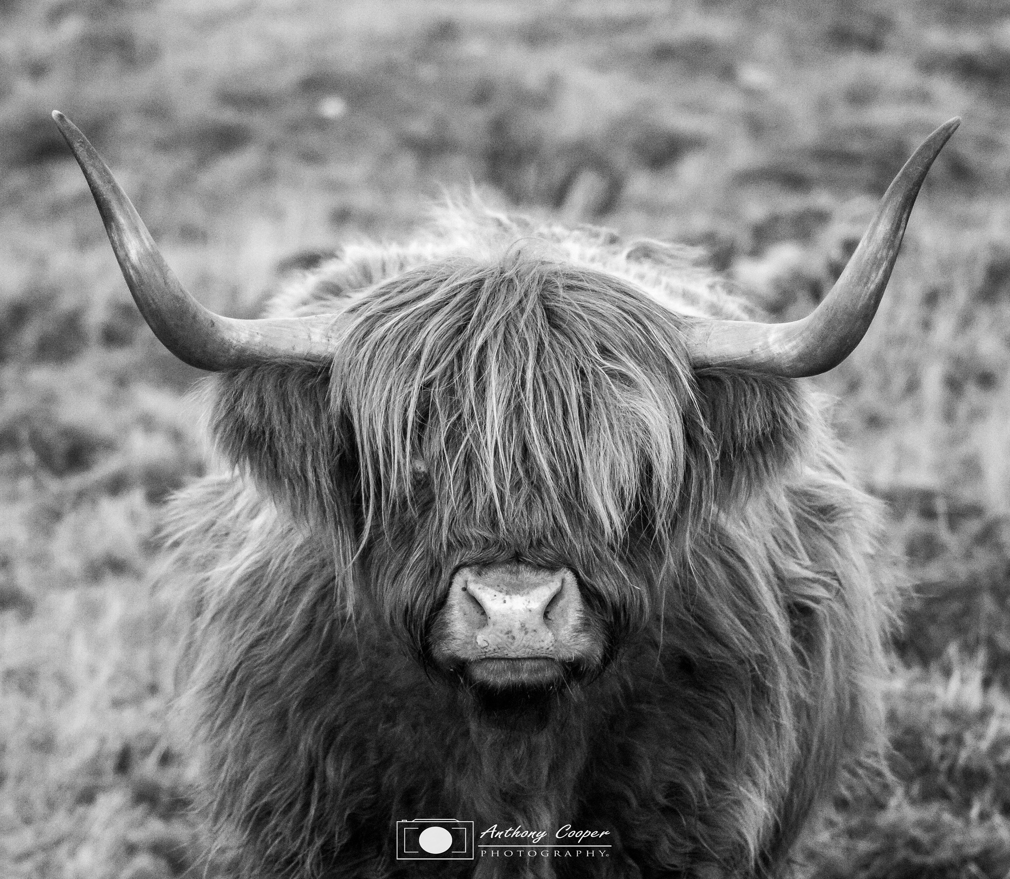 Canon EOS 750D (EOS Rebel T6i / EOS Kiss X8i) sample photo. Highland coo photography