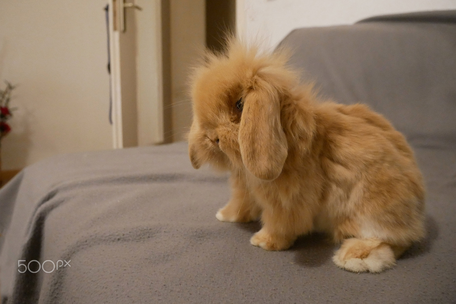 Panasonic Lumix DMC-GX85 (Lumix DMC-GX80 / Lumix DMC-GX7 Mark II) sample photo. My little hare toni photography