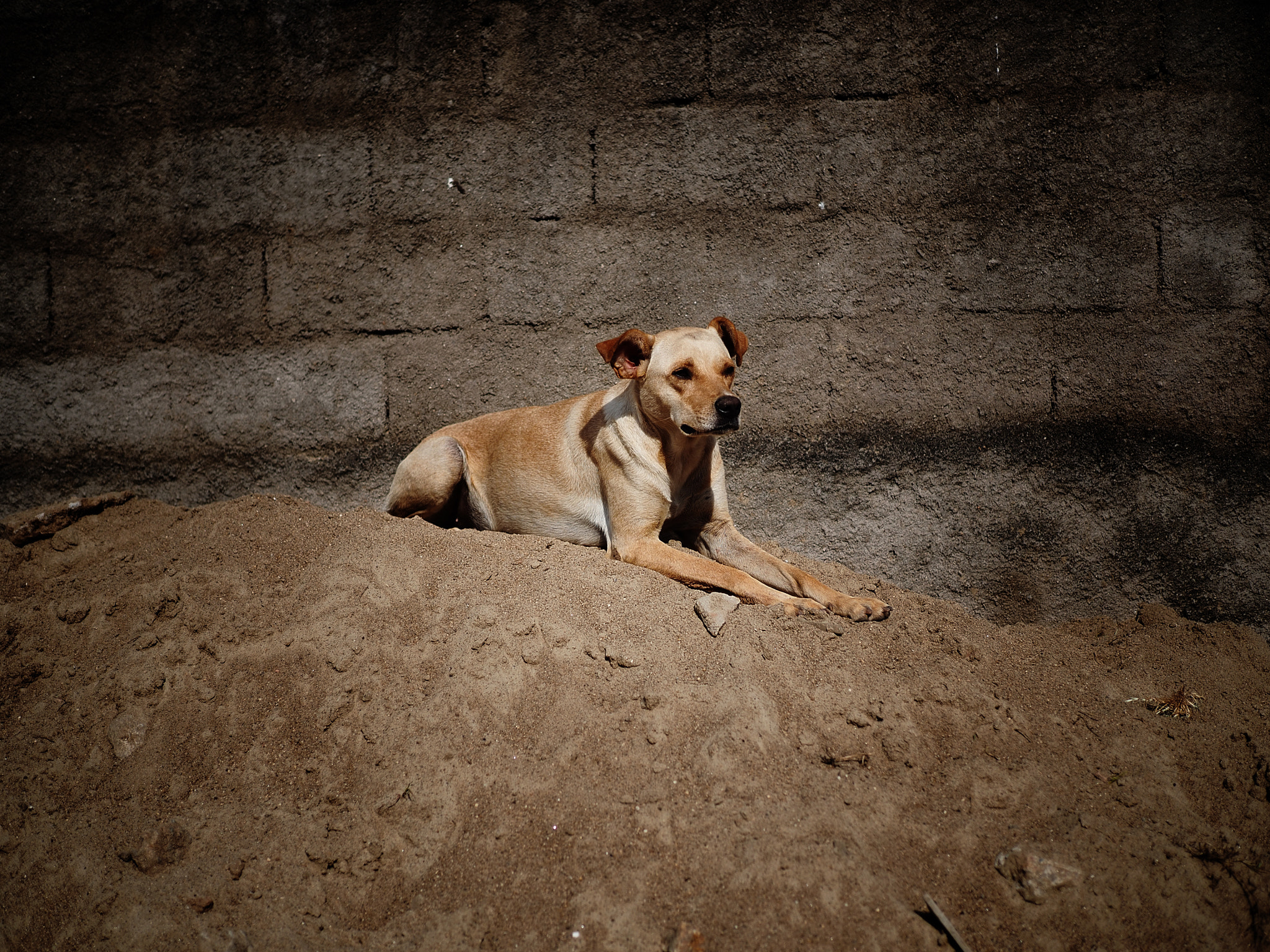 Olympus OM-D E-M5 II + Olympus M.Zuiko Digital 25mm F1.8 sample photo. Dog sand. photography