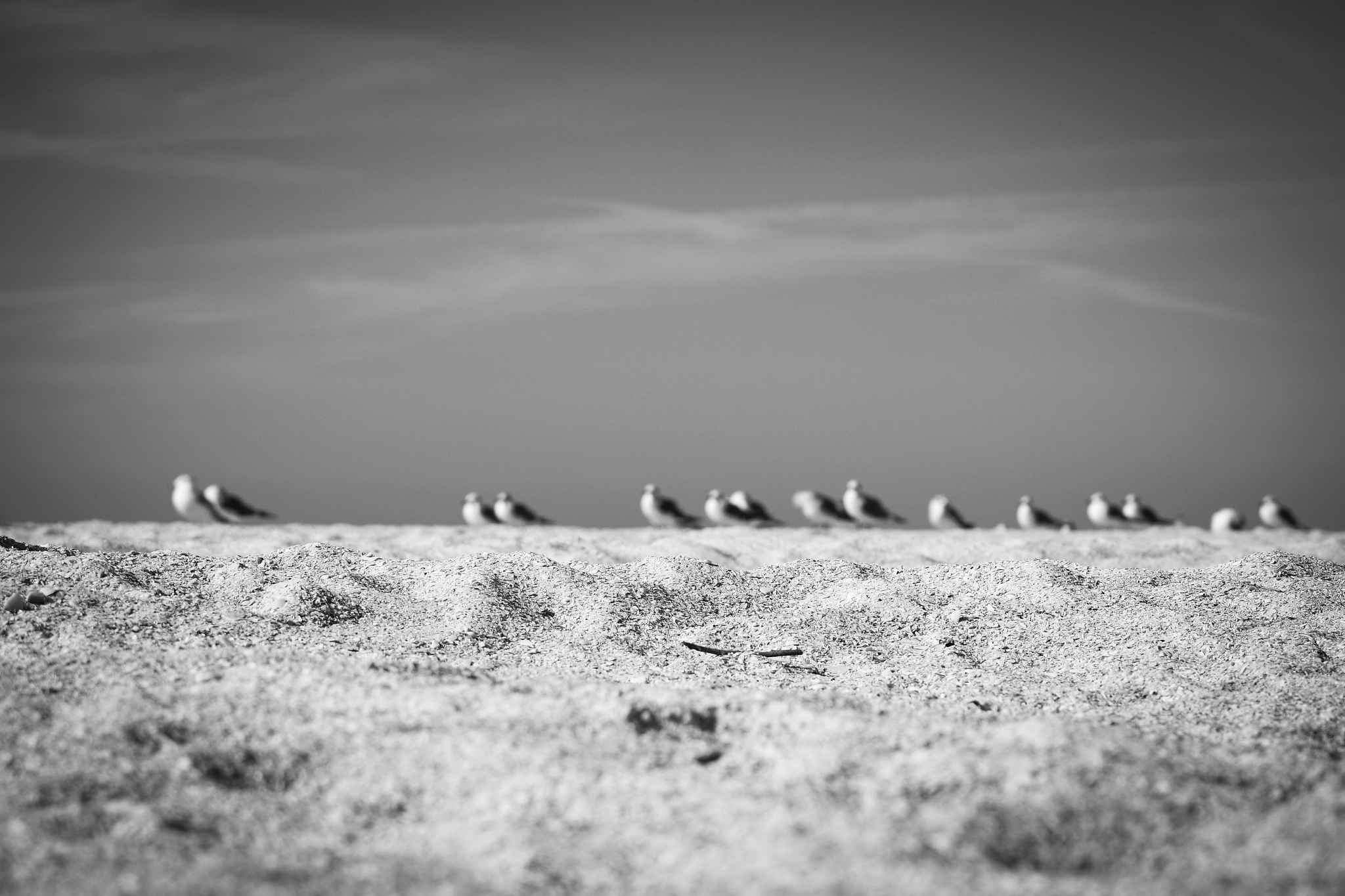 Samsung NX3300 + NX 50-200mm F4-5.6 sample photo. Beach companions photography