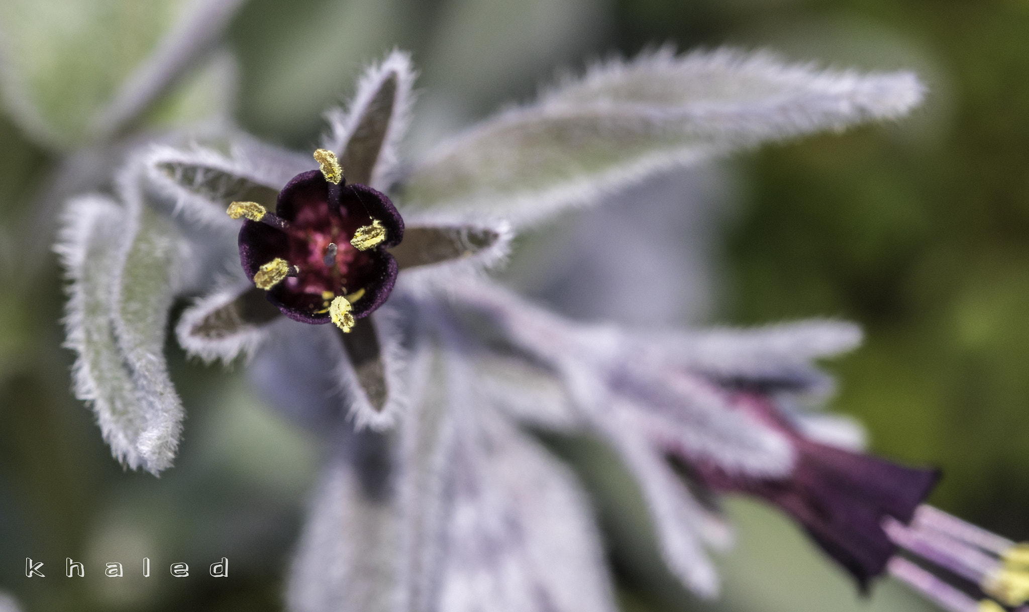 Canon EF 100mm F2.8 Macro USM sample photo. Mg photography