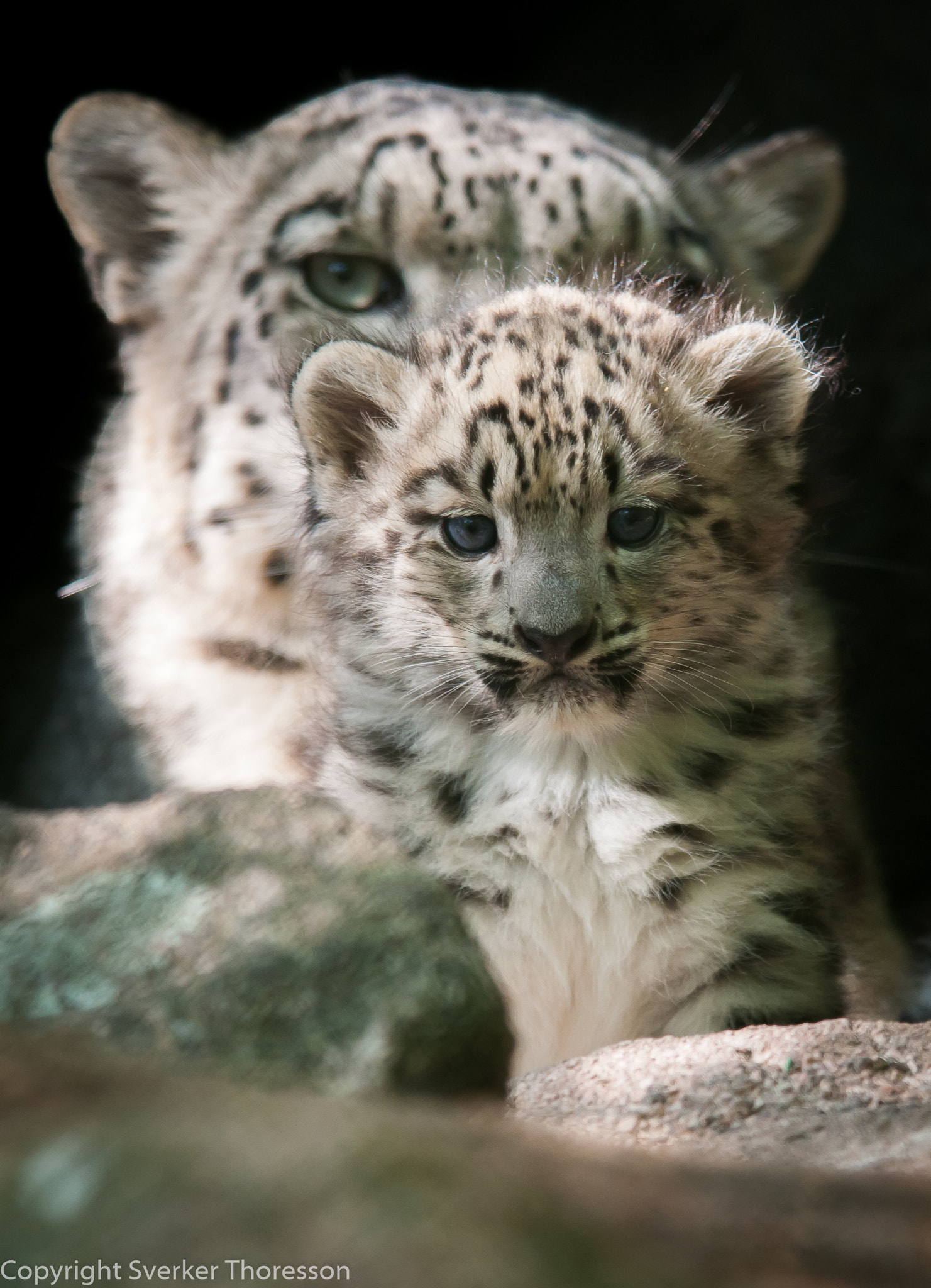 Nikon D300 sample photo. Snow leopard (zoo) photography