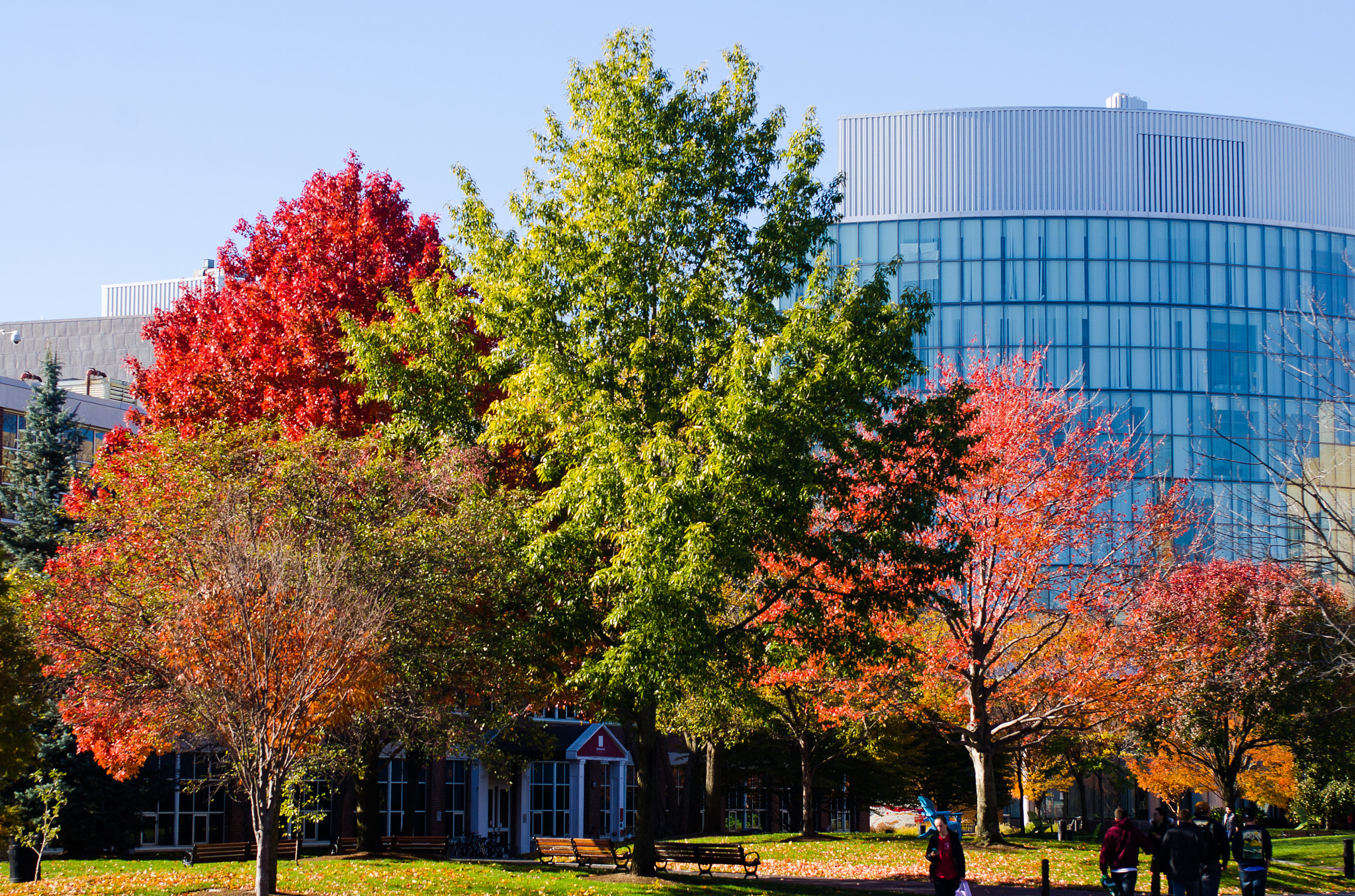 AF Zoom-Nikkor 28-85mm f/3.5-4.5 sample photo. Trees in boston photography