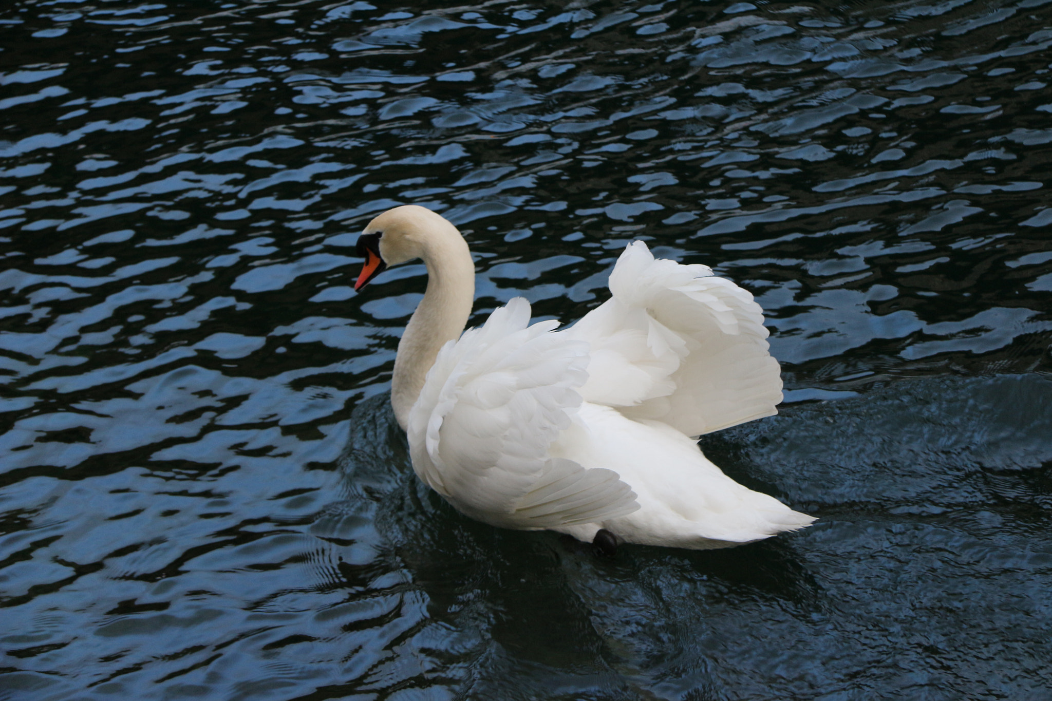 Canon EF-S 17-85mm F4-5.6 IS USM sample photo. Swan photography