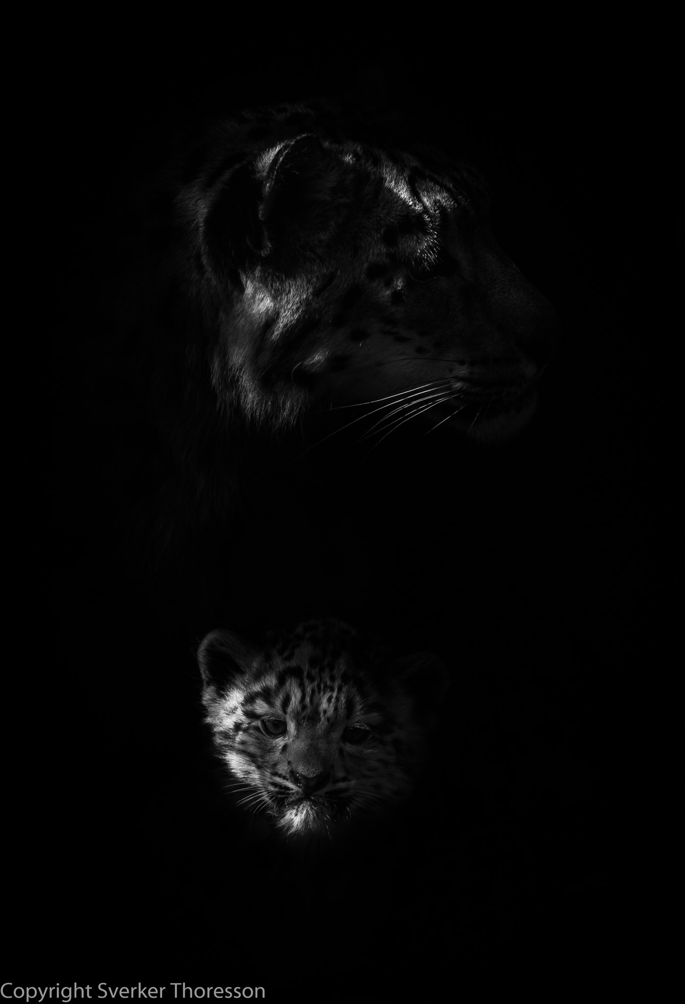 Nikon D300 + Sigma APO 100-300mm F4 EX IF HSM sample photo. Snow leopard (zoo) photography