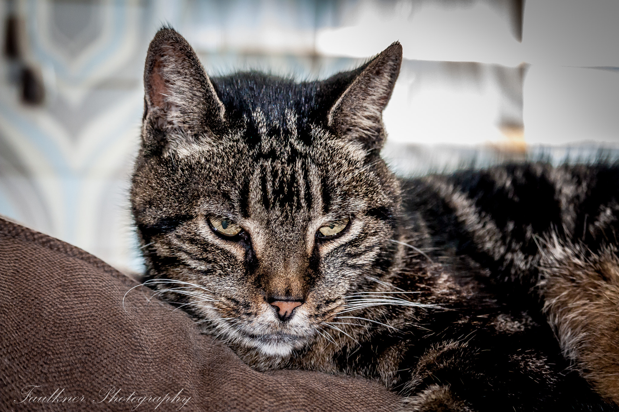 Canon EOS 450D (EOS Rebel XSi / EOS Kiss X2) sample photo. Pitty kitty photography