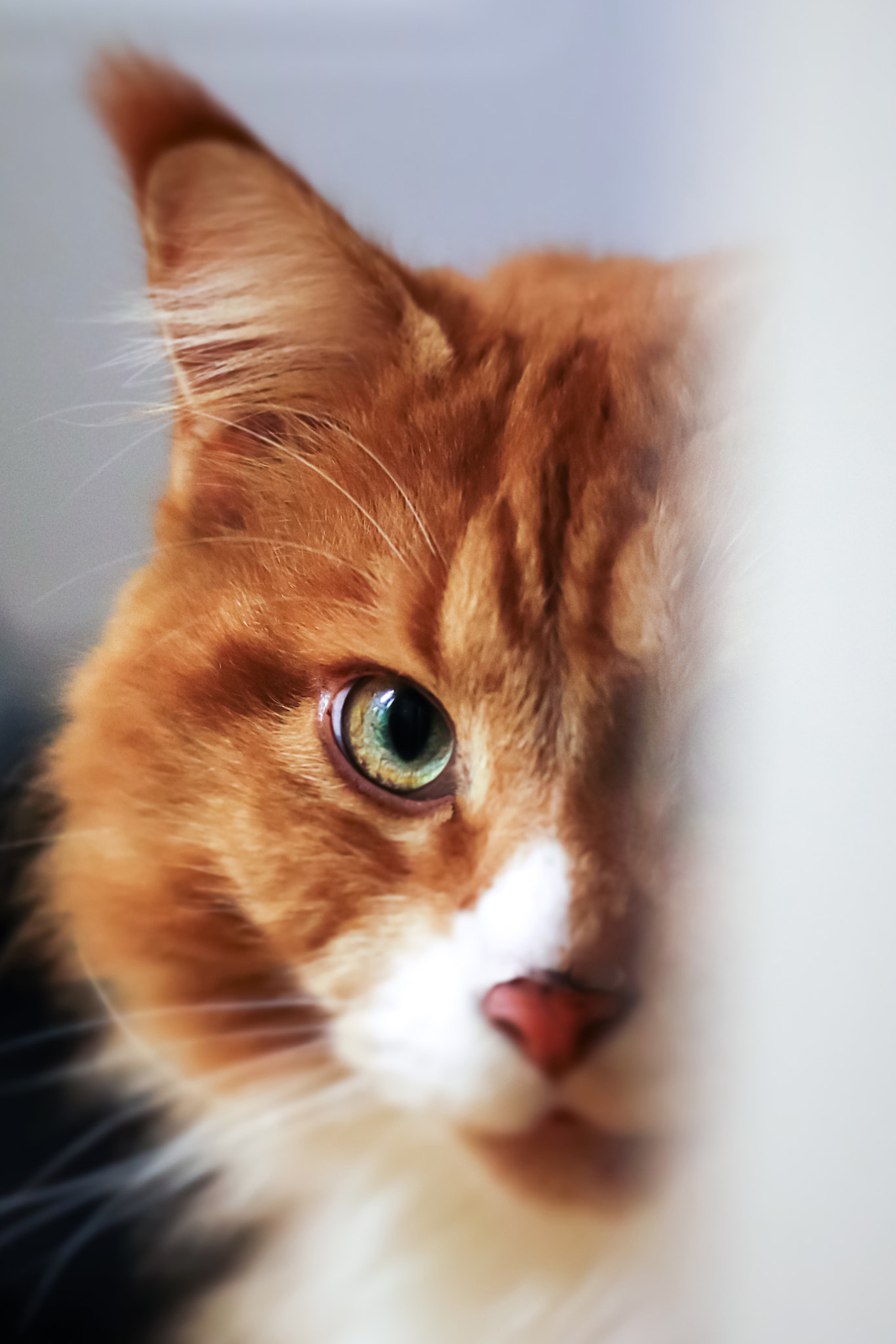 Sigma 105mm F2.8 EX DG OS HSM sample photo. Shy photography