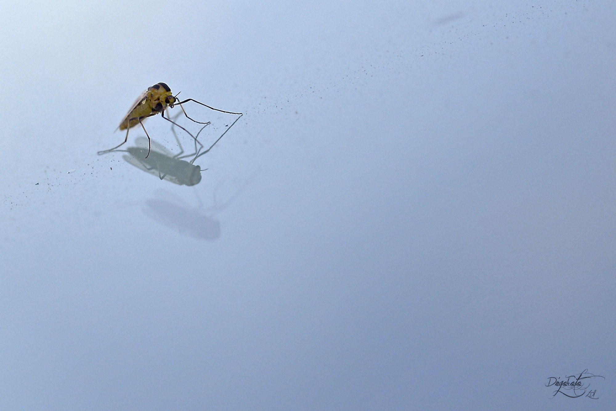 Nikon D610 + Nikon AF Micro-Nikkor 60mm F2.8D sample photo. Un mosquito en mi parabrisas photography