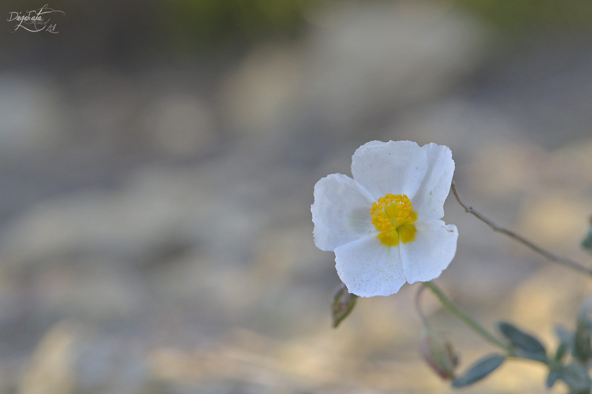 Nikon D610 + Nikon AF Micro-Nikkor 60mm F2.8D sample photo. Floripondio a ras de suelo photography