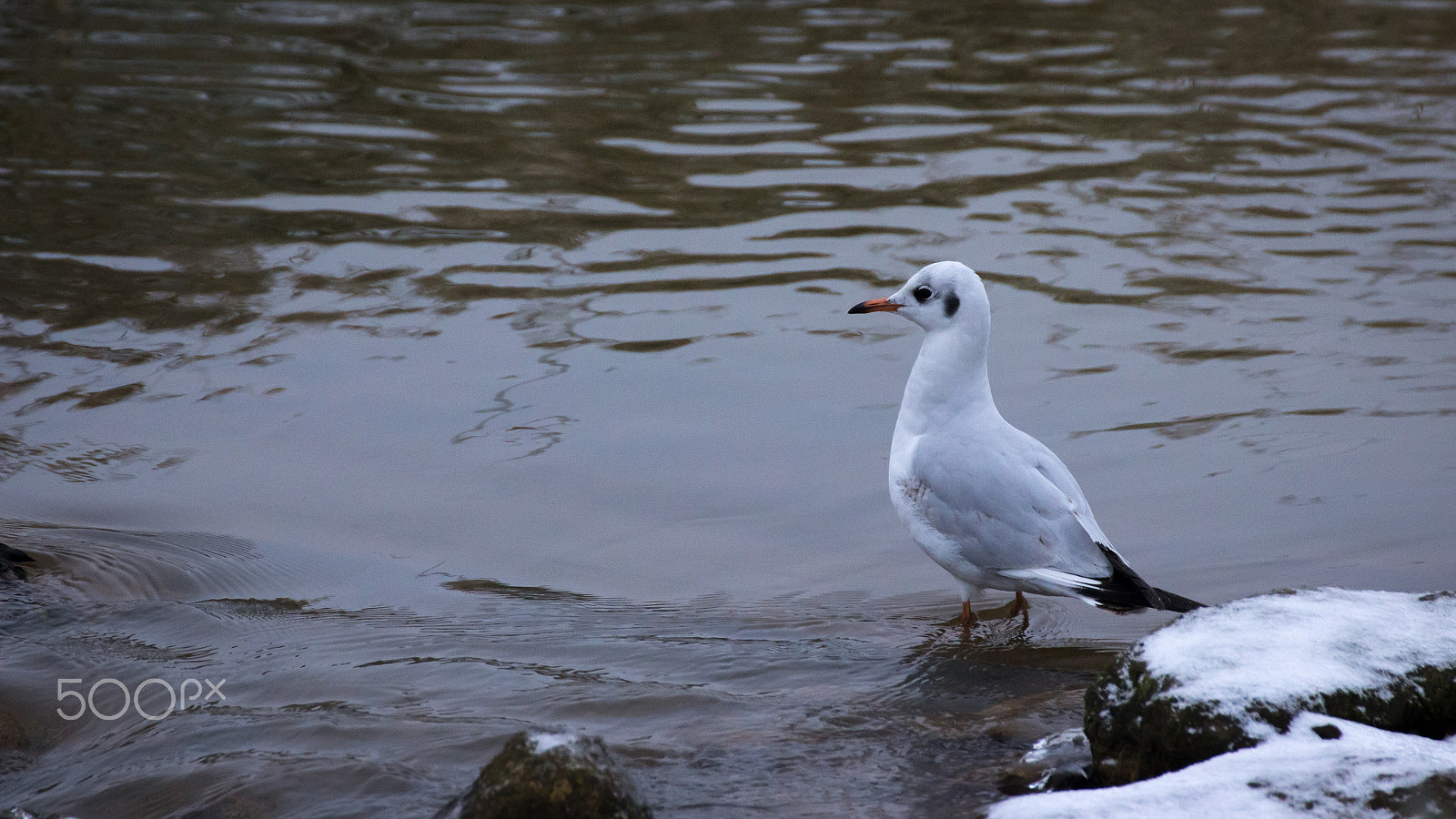 Canon EOS 600D (Rebel EOS T3i / EOS Kiss X5) sample photo. Gull in a stream photography