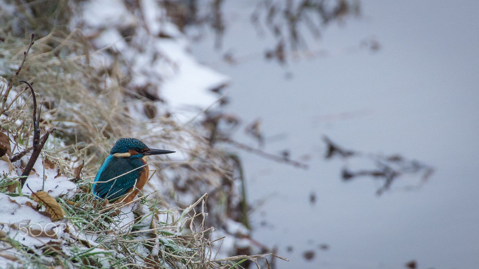 Canon EOS 600D (Rebel EOS T3i / EOS Kiss X5) sample photo. The common kingfisher iii photography