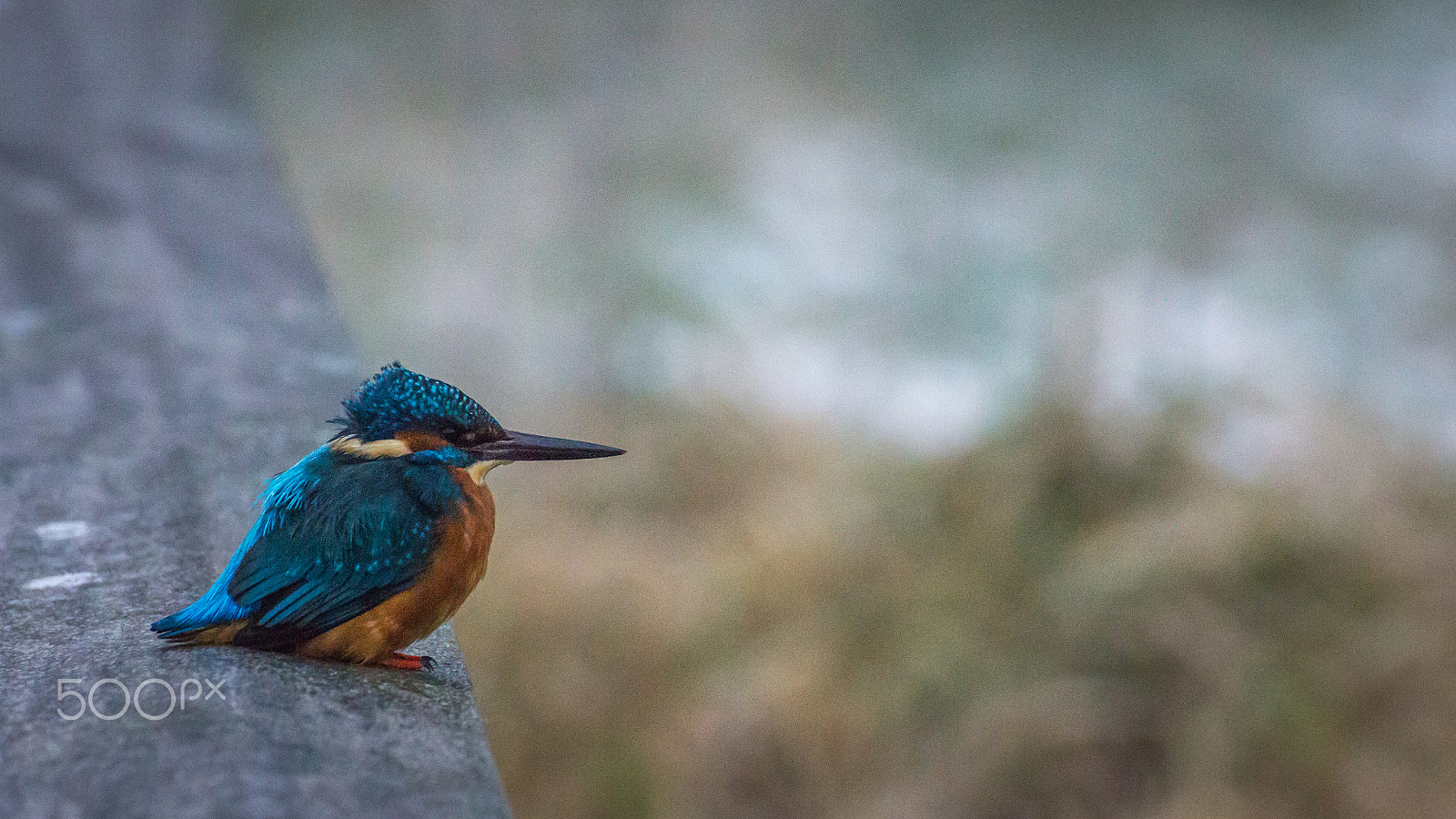 Canon EOS 600D (Rebel EOS T3i / EOS Kiss X5) sample photo. The common kingfisher ii photography