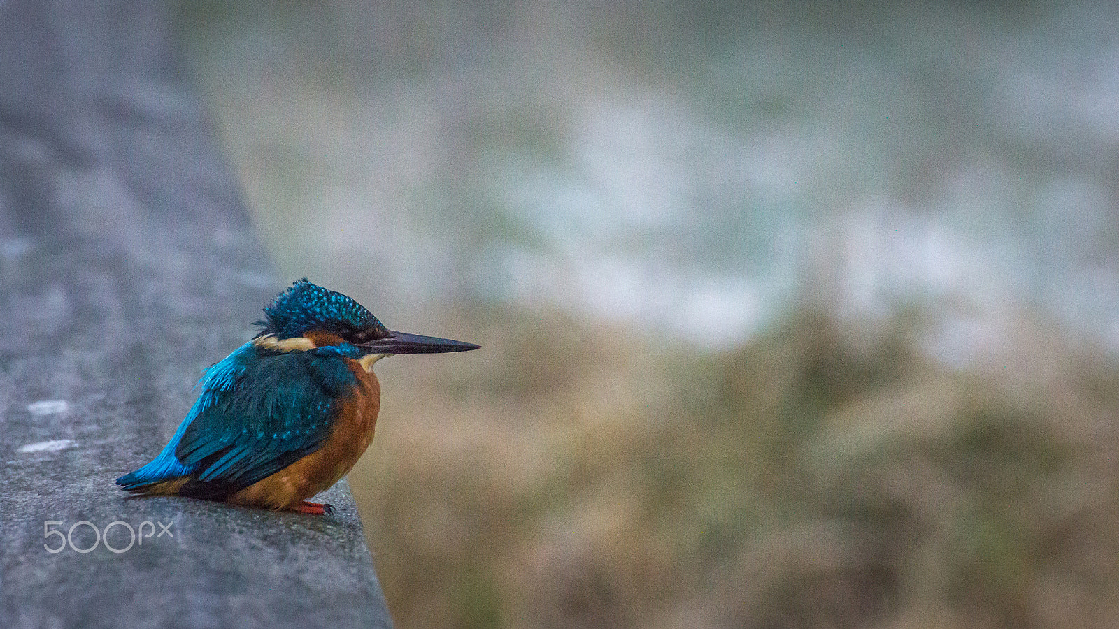 Tamron SP 35mm F1.8 Di VC USD sample photo. The common kingfisher ii photography
