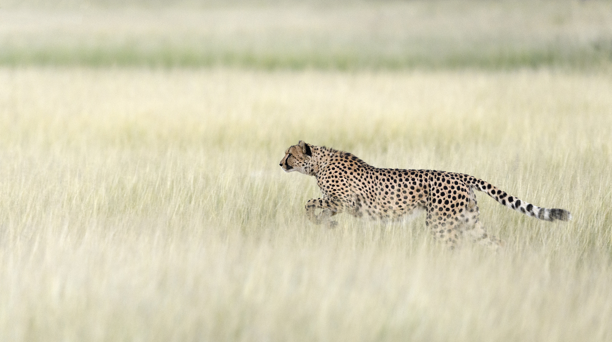 Nikon D5 sample photo. Cheetah on the hunt photography