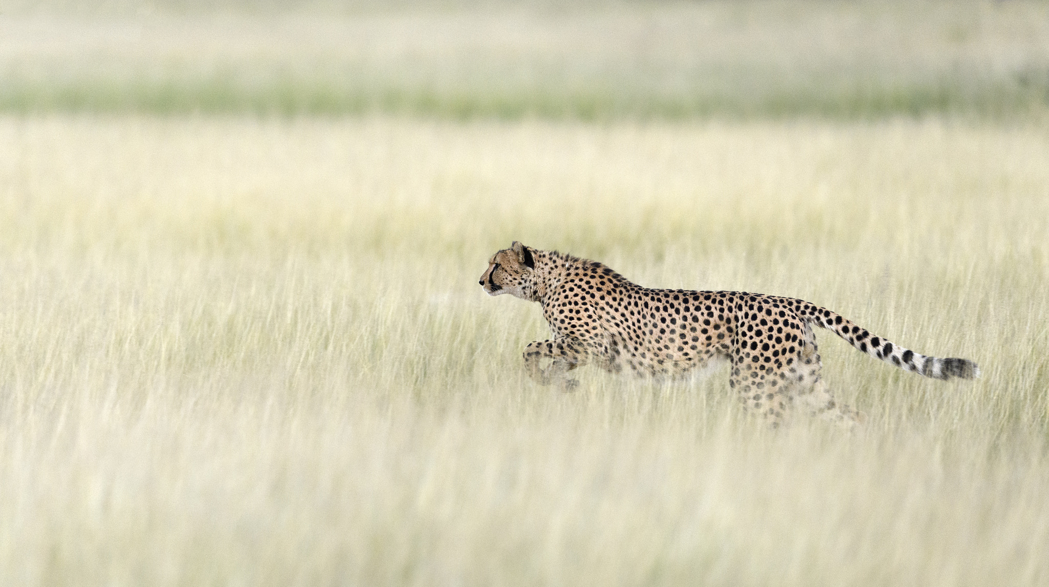 Nikon D5 + Nikon AF-S Nikkor 400mm F2.8E FL ED VR sample photo. Cheetah on the hunt photography