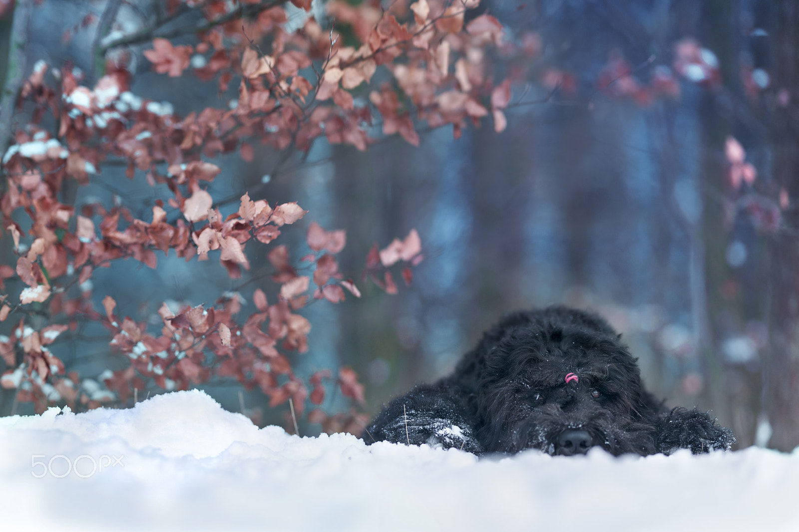 Canon EOS 5D + Canon EF 135mm F2L USM sample photo. Pink bear photography