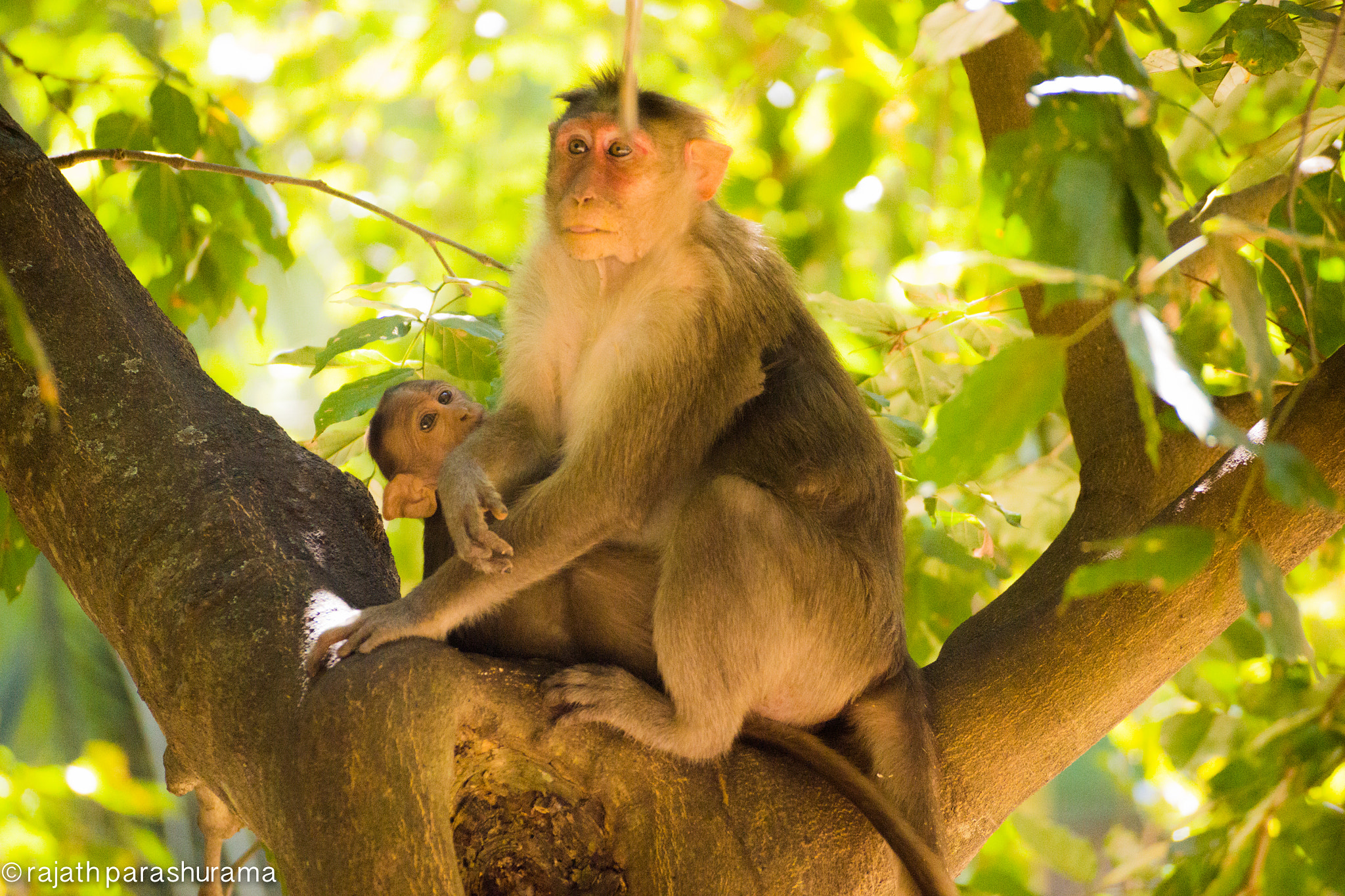 Sony SLT-A65 (SLT-A65V) sample photo. Monkey photography