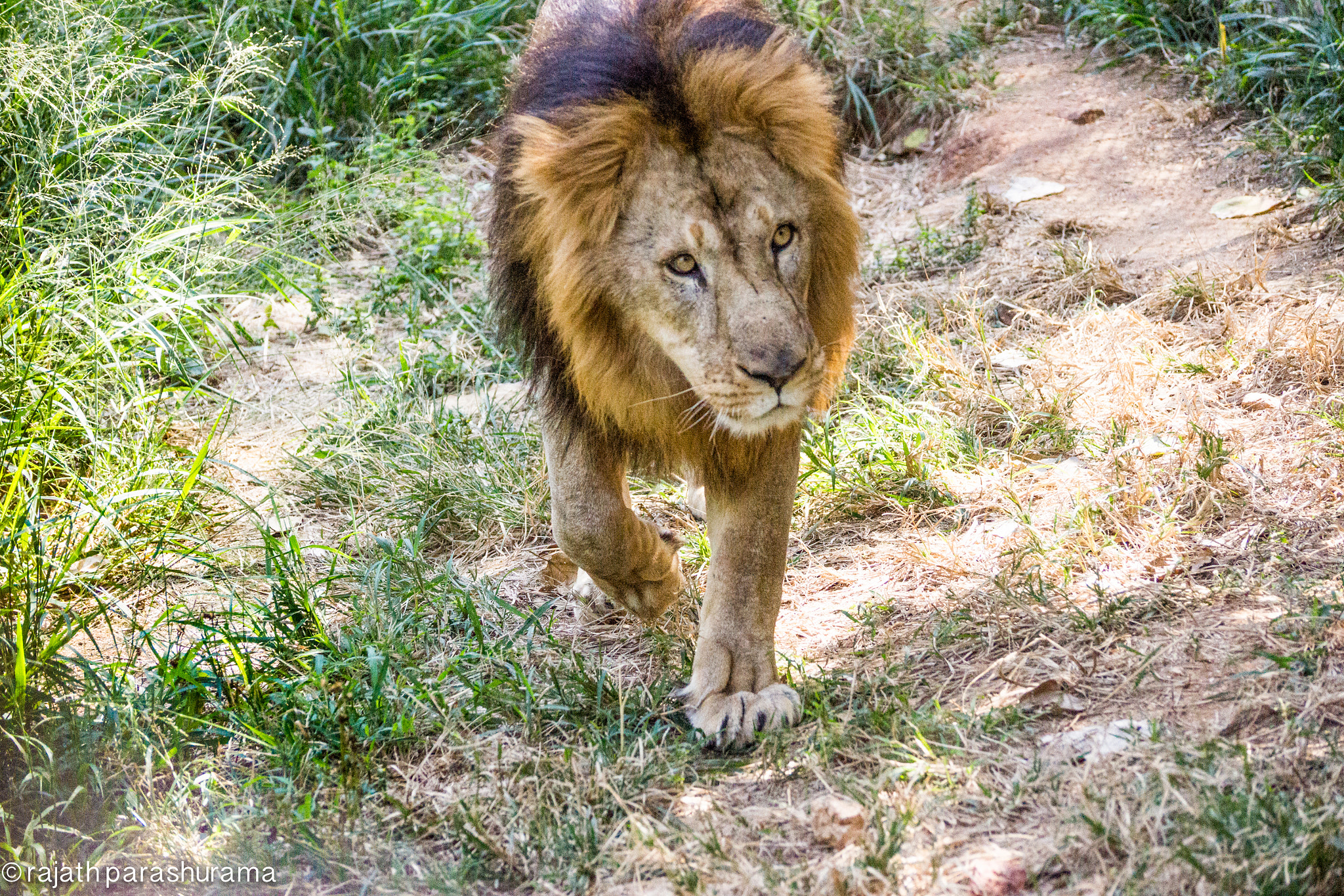 Sony SLT-A65 (SLT-A65V) sample photo. Lion photography
