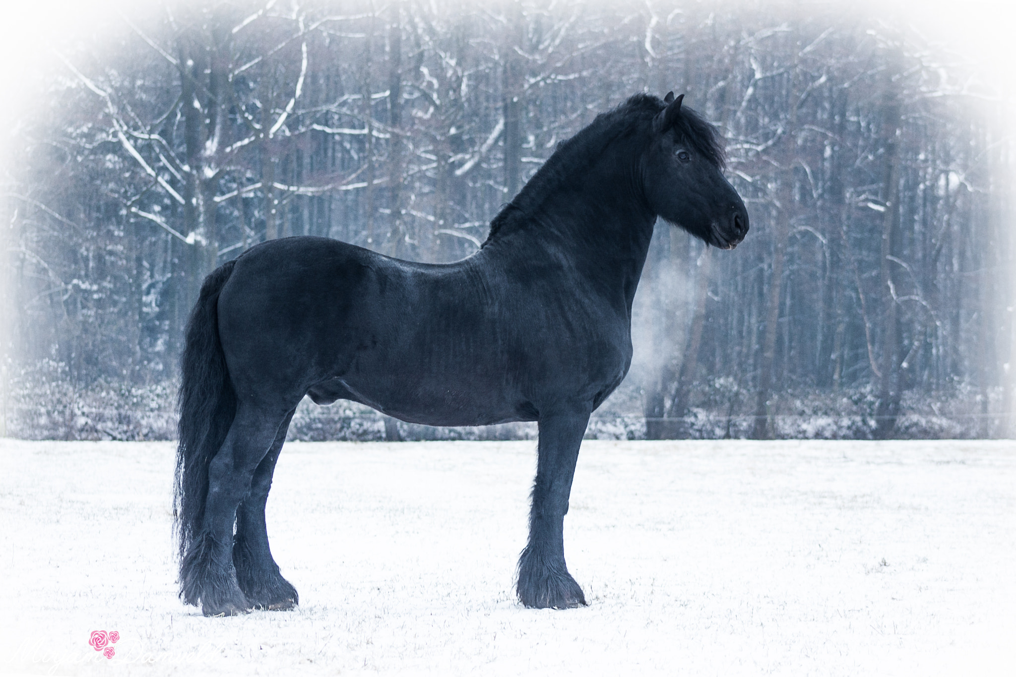 Canon EF 75-300mm f/4-5.6 USM sample photo. Black beauty photography