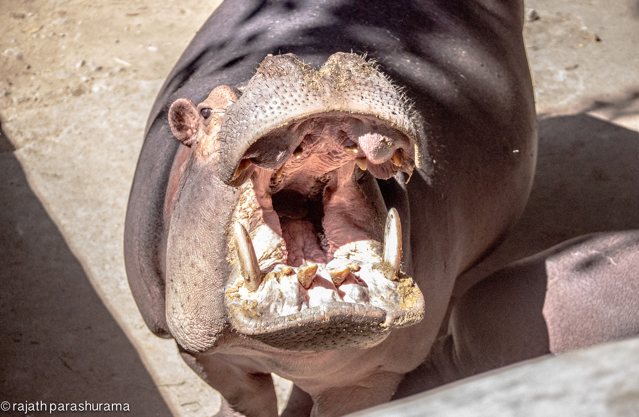 Sony SLT-A65 (SLT-A65V) sample photo. Hippo photography