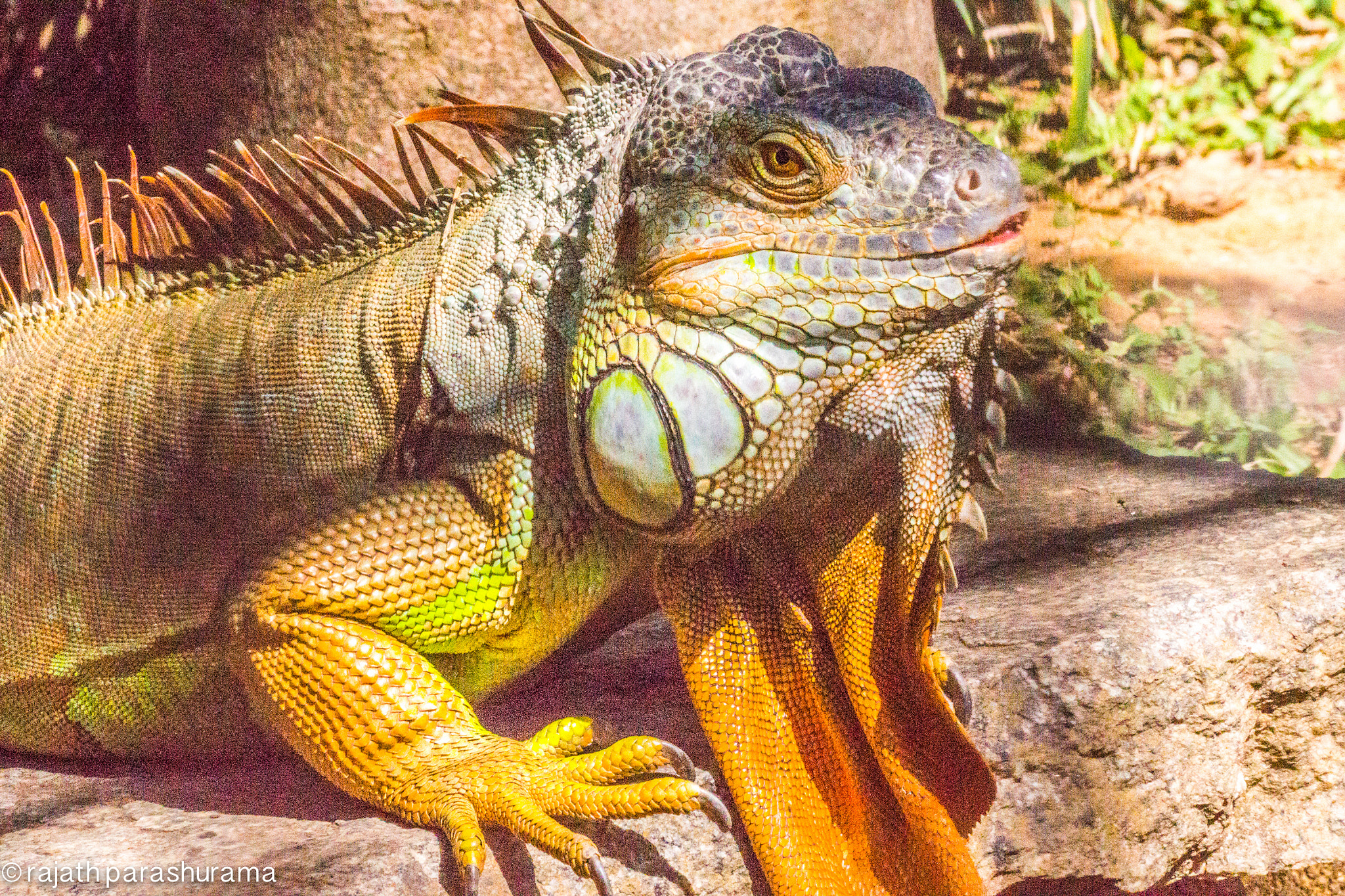 Sony SLT-A65 (SLT-A65V) sample photo. Lizard photography