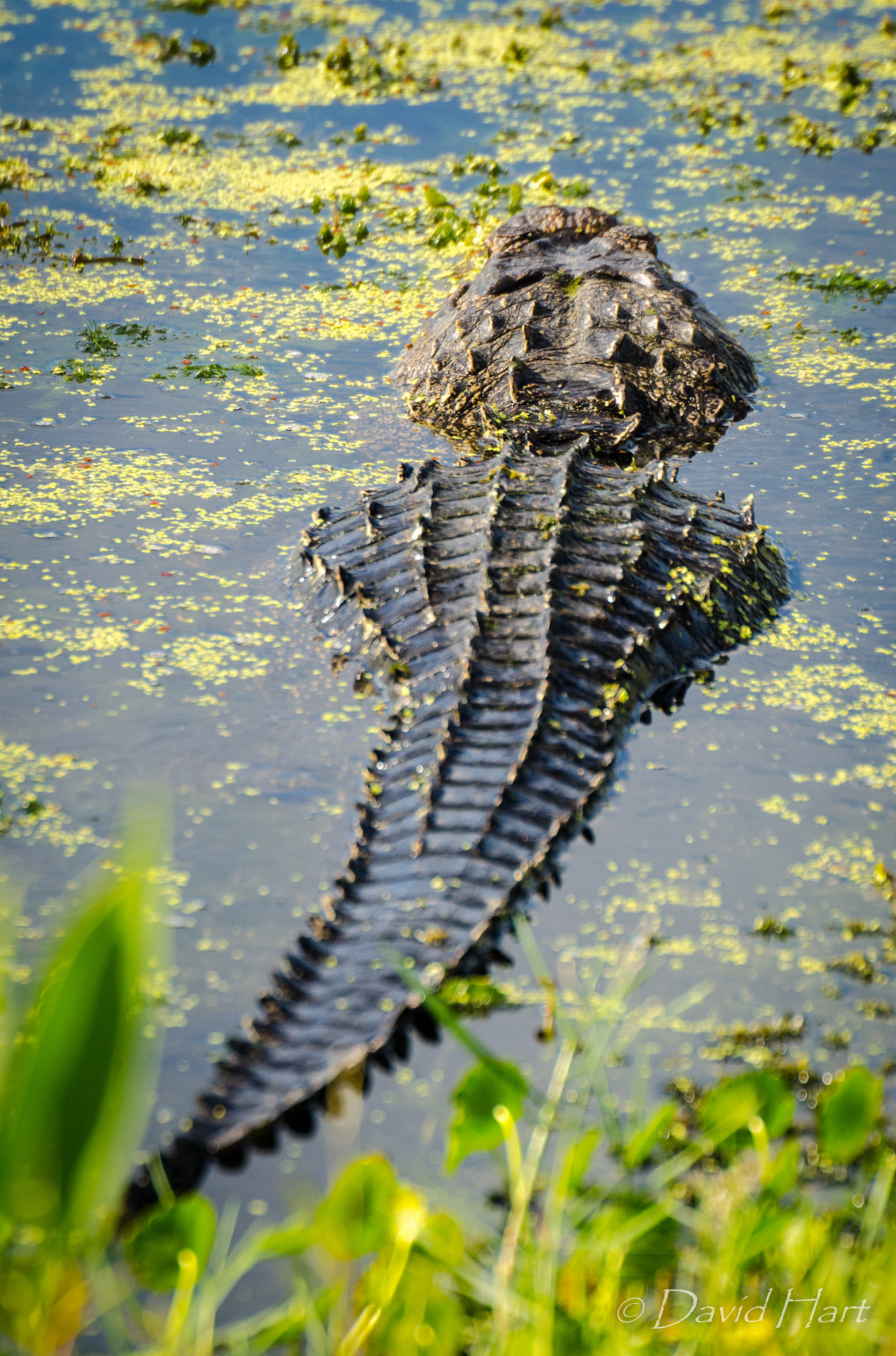 Sigma 50-500mm F4.5-6.3 DG OS HSM sample photo. On the prowl photography