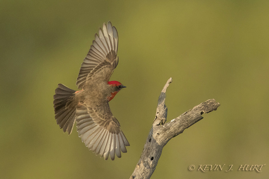 Canon EF 500mm f/4.5L + 1.4x sample photo. Vermillion flycatcher-1 photography