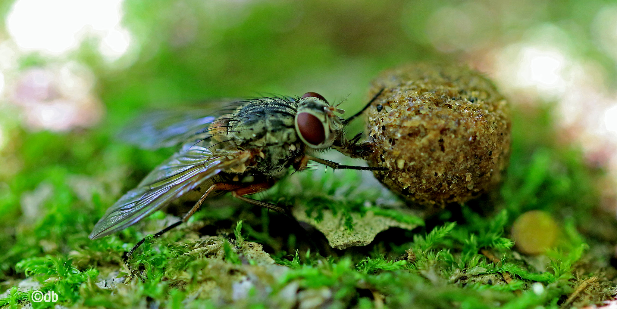 Canon EF 100mm F2.8L Macro IS USM sample photo. Jummy... photography