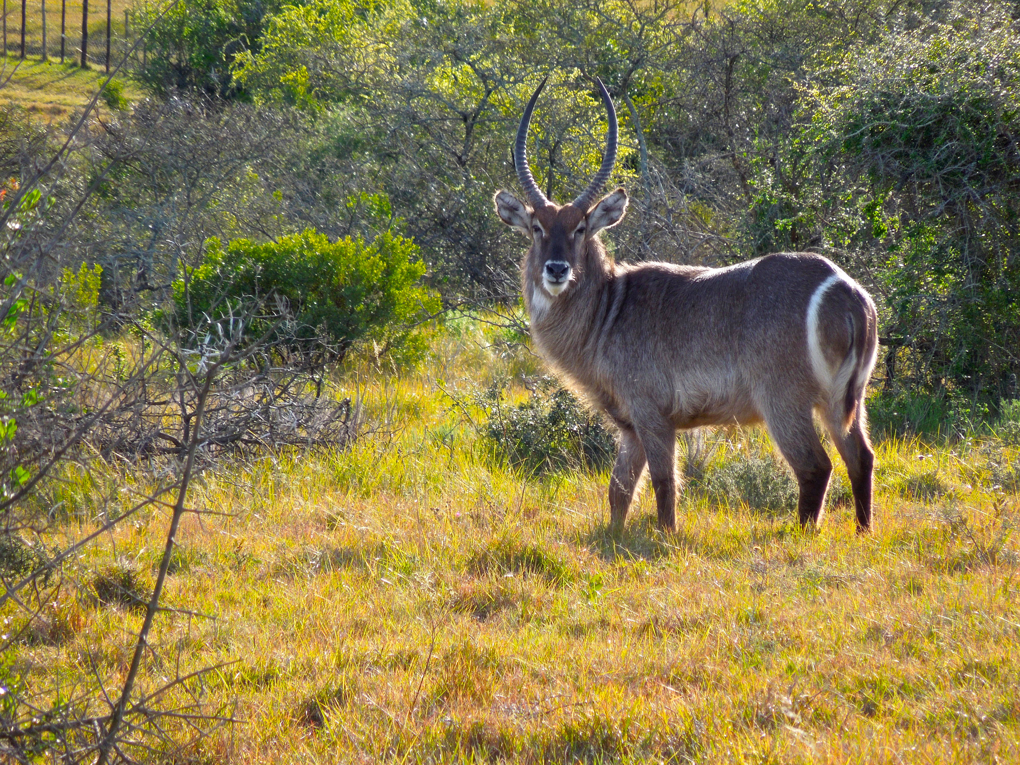 Nikon Coolpix S8200 sample photo. Waterbuck photography