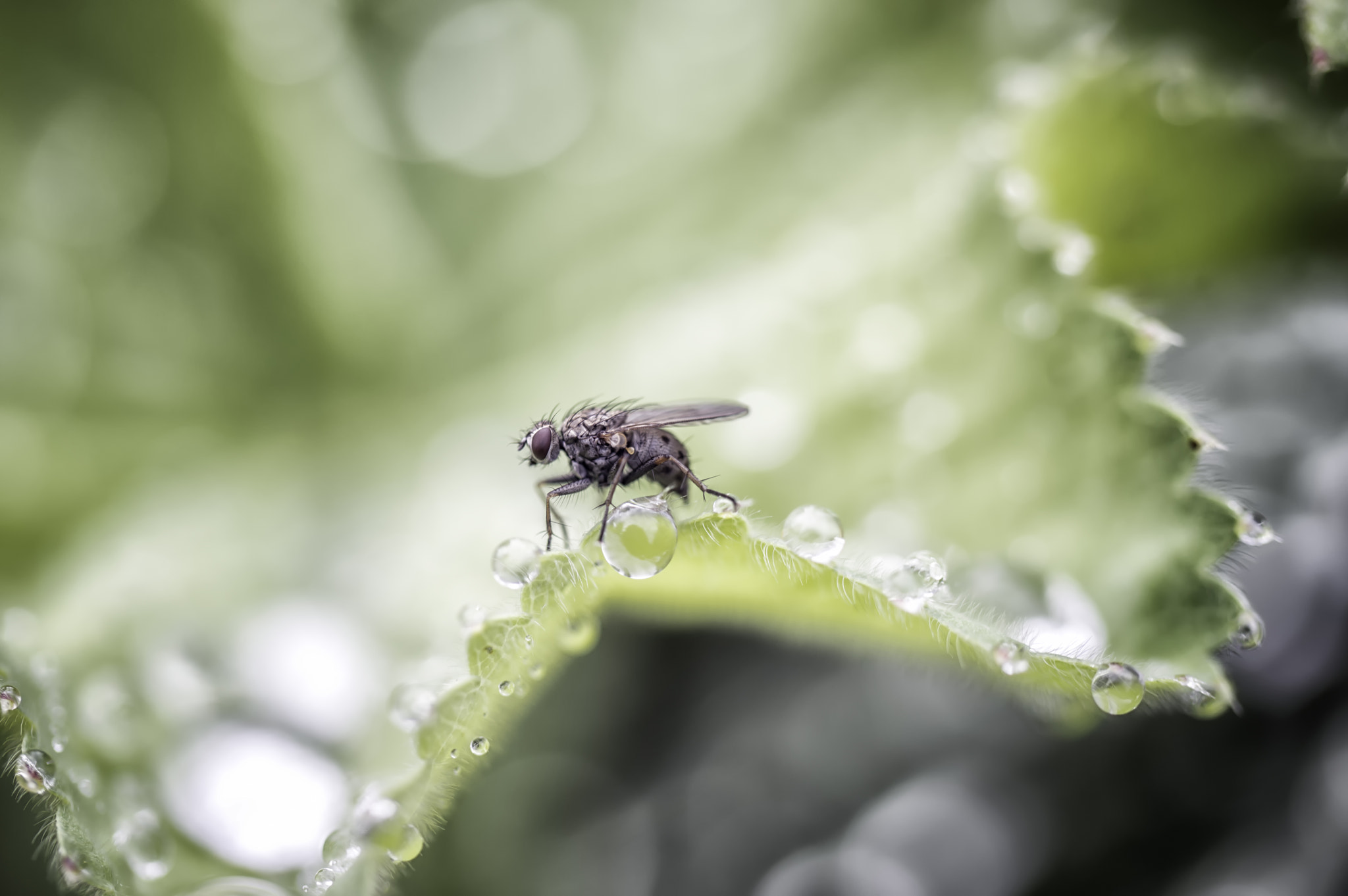 Nikon D3200 sample photo. Fly on leaf photography