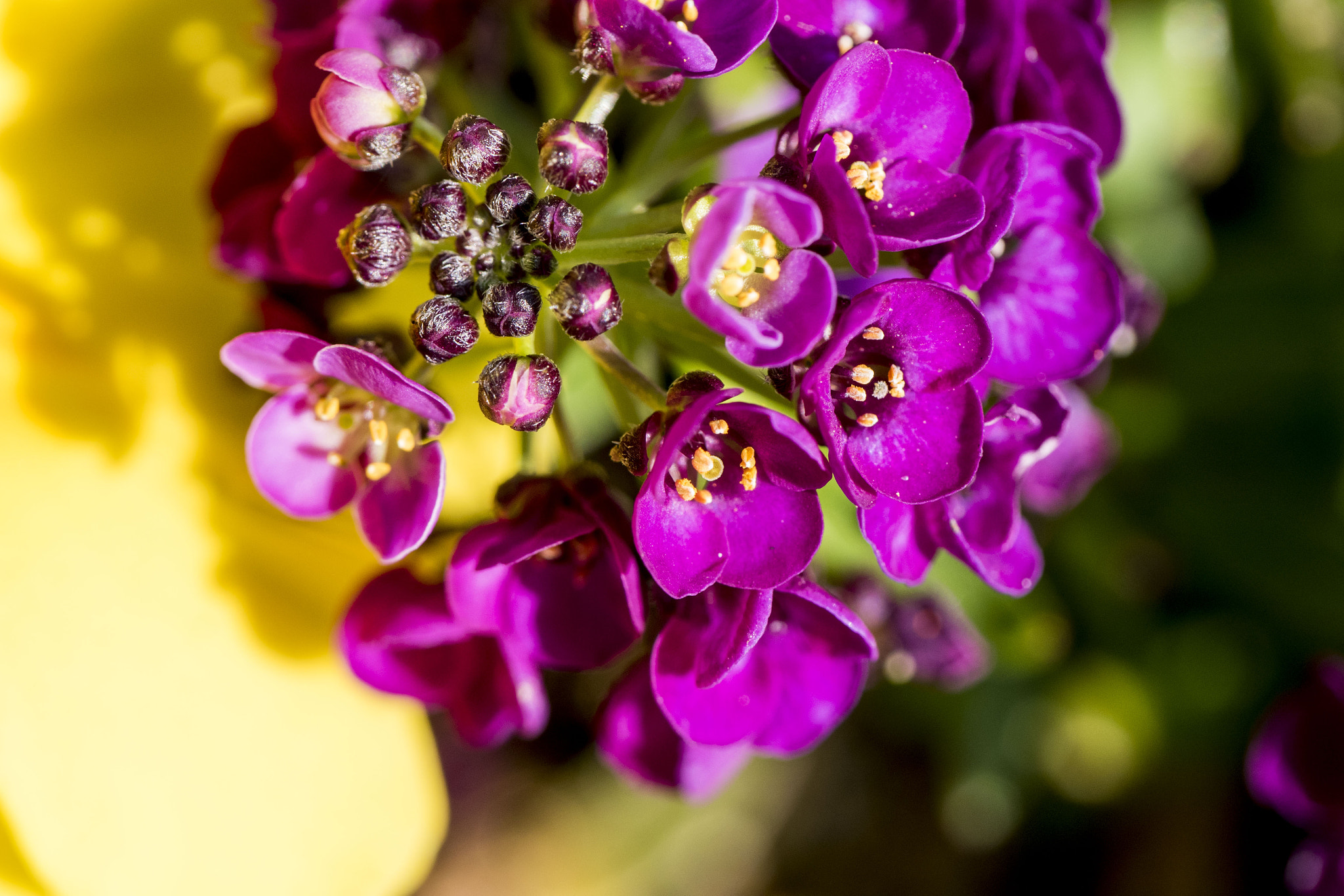 Panasonic Lumix DMC-GM5 + Panasonic Leica DG Macro-Elmarit 45mm F2.8 ASPH OIS sample photo. Purple flowers photography